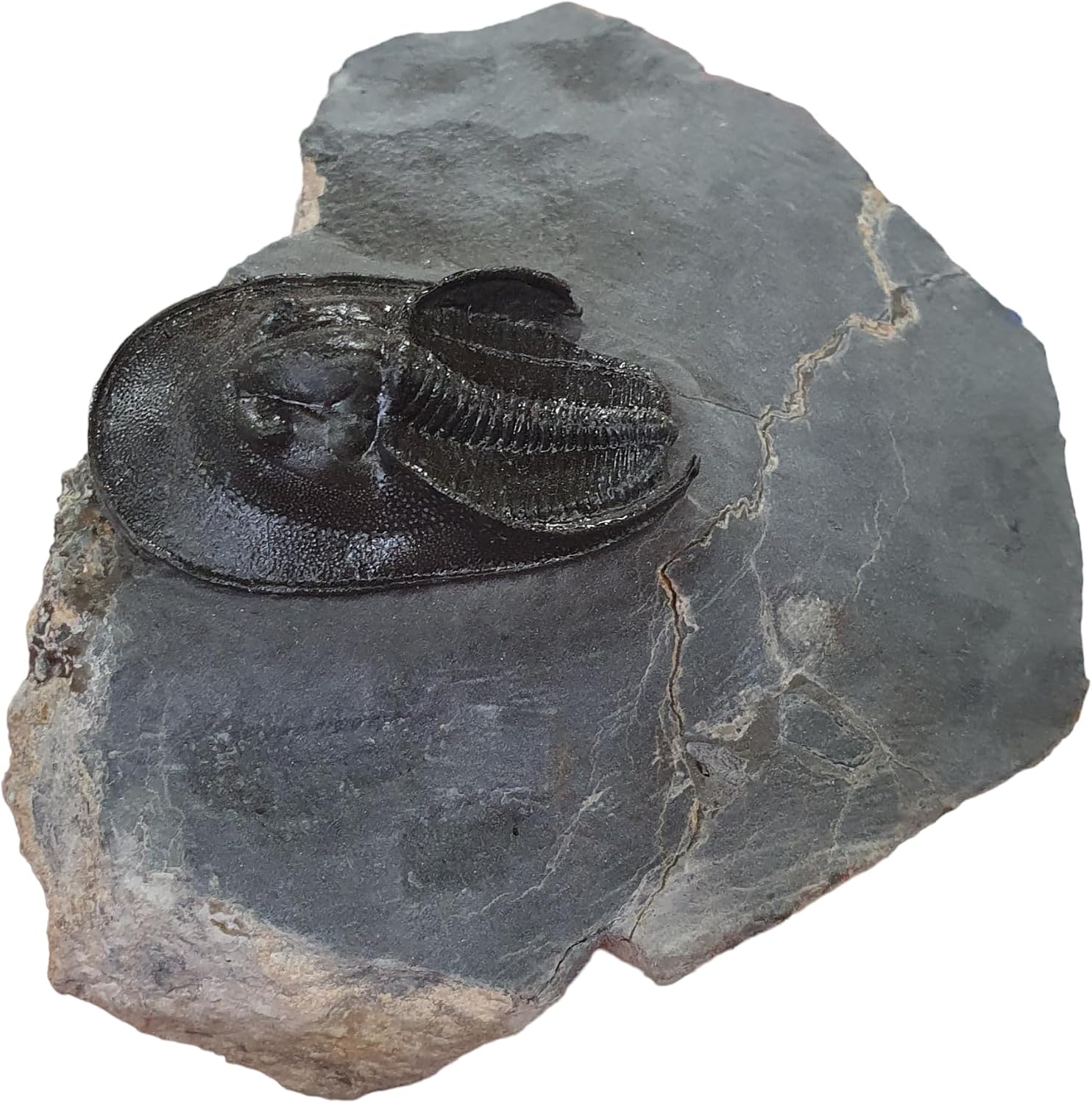 Harpes - Scotoharpes AFF. perradiatus pathologic Morocco Trilobite Fossil Fossils TRMD77