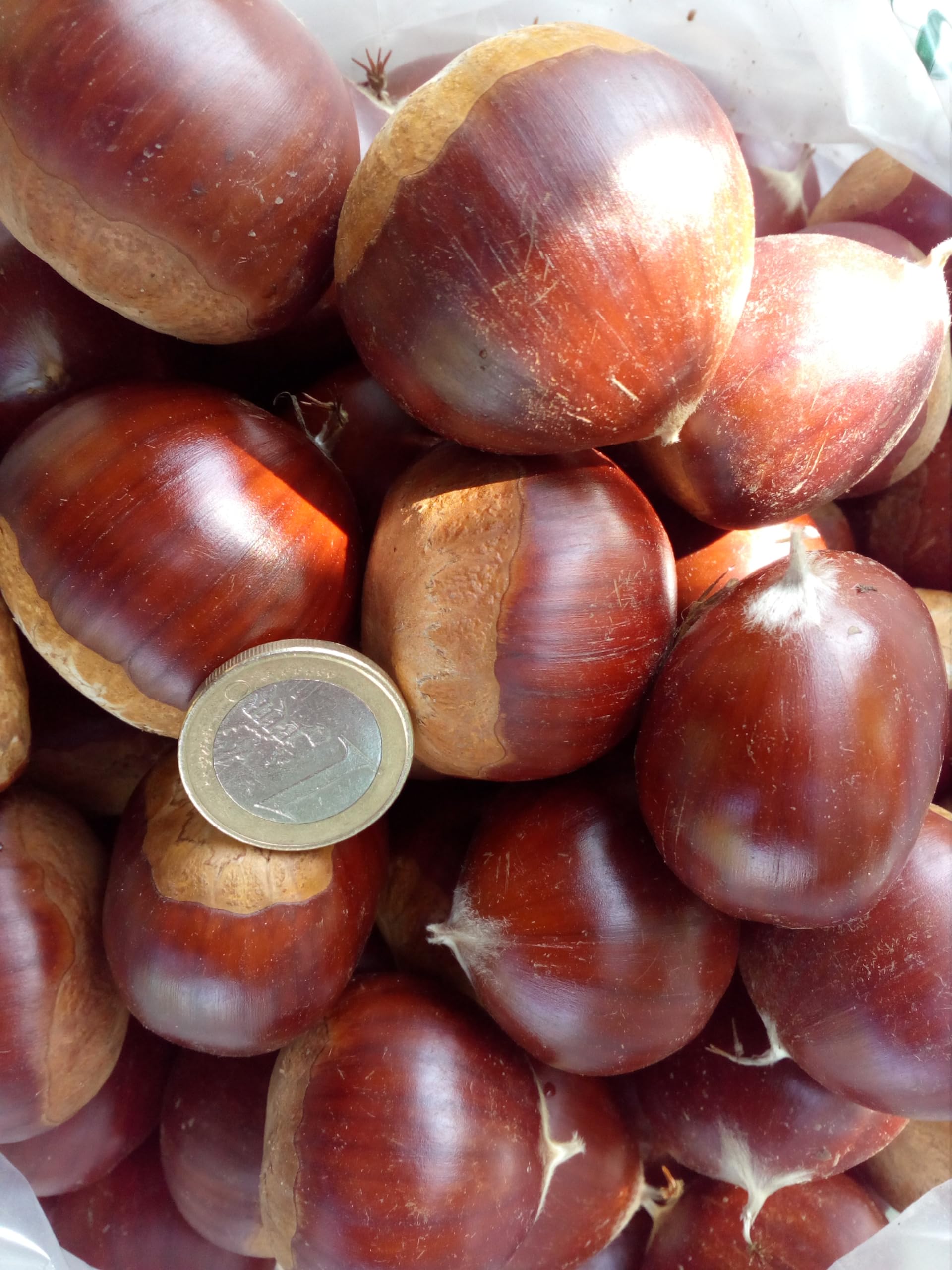 Árbol Frutal castaño. Produce castañas grandes y setas. Altura 1-1,20m. Maceta 3,5 litros. Castaño variedad Soutovello, micorrizado productor de setas (Boletus edulis). Resistencia Tinta y Avispilla