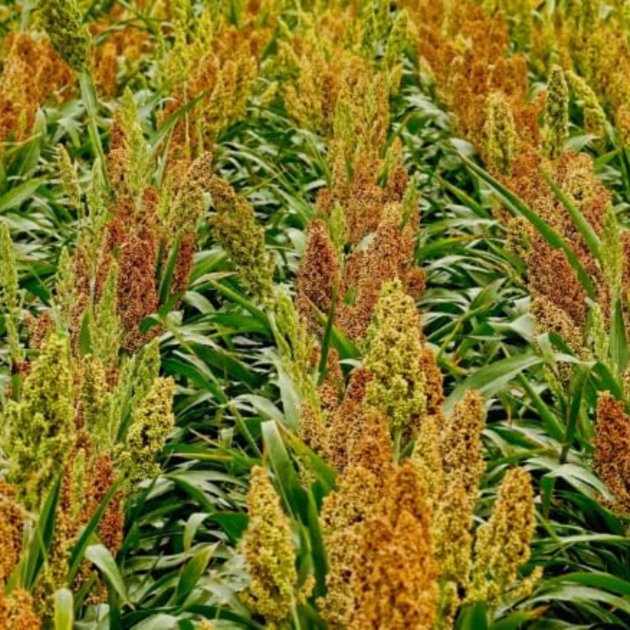 Kamelur Bio Sorghummehl weiß (5kg) - Bio Sorghumhirse Mehl Jowar aus kontrolliert biologischem Anbau
