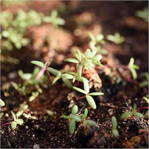 Miniatura 6 de Seed Needs Semillas de rosa musgo para plantar cubierta vegetal Portulaca, reliquia y flores polinizadas abiertas para plantar un jardín de