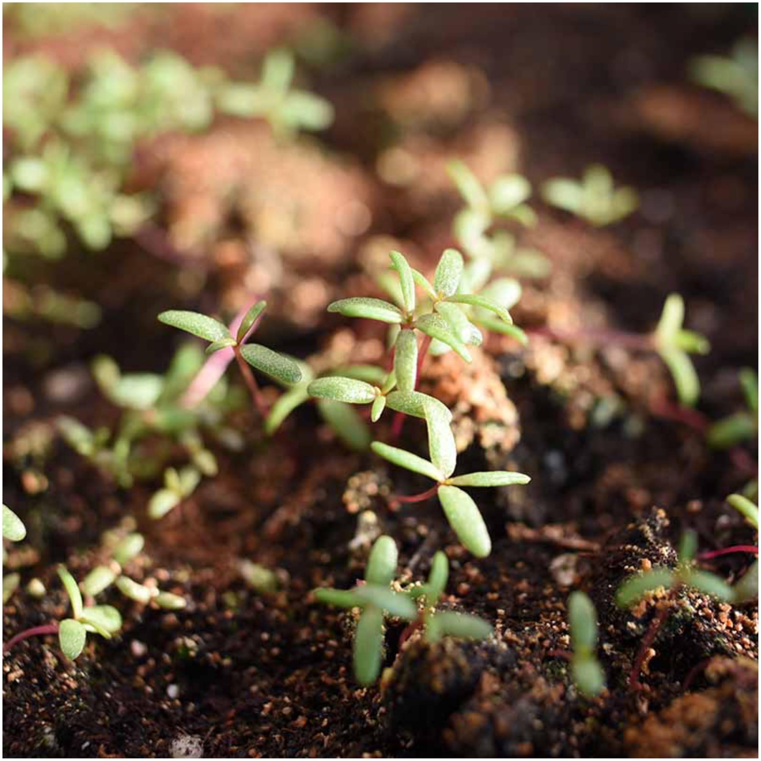 Amazon.com : Seed Needs Moss Rose Seeds for Planting Portulaca Groundcover  - Heirloom & Open Pollinated Flowers to Plant a Butterfly Garden - Double  Petal Blooms in Red, Yellow, White, Orange &