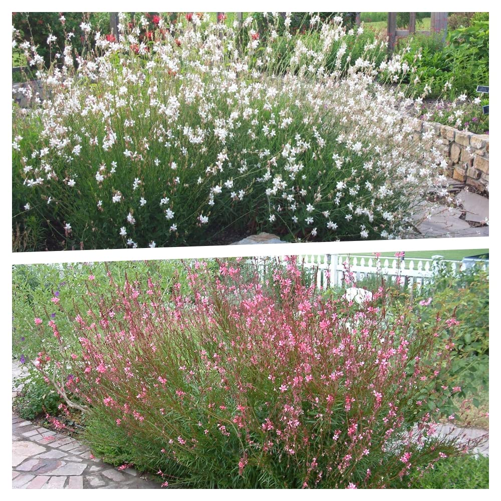 Stauden Gänge 2 x Gaura lindheimeri Kollektion (Stauden/Staude/Winterhart/Mehrjährig) Prachtkerze Weiß und Rosa - Dauerblüher - Zwei Sorten, ein harmonisches Blütenmeer