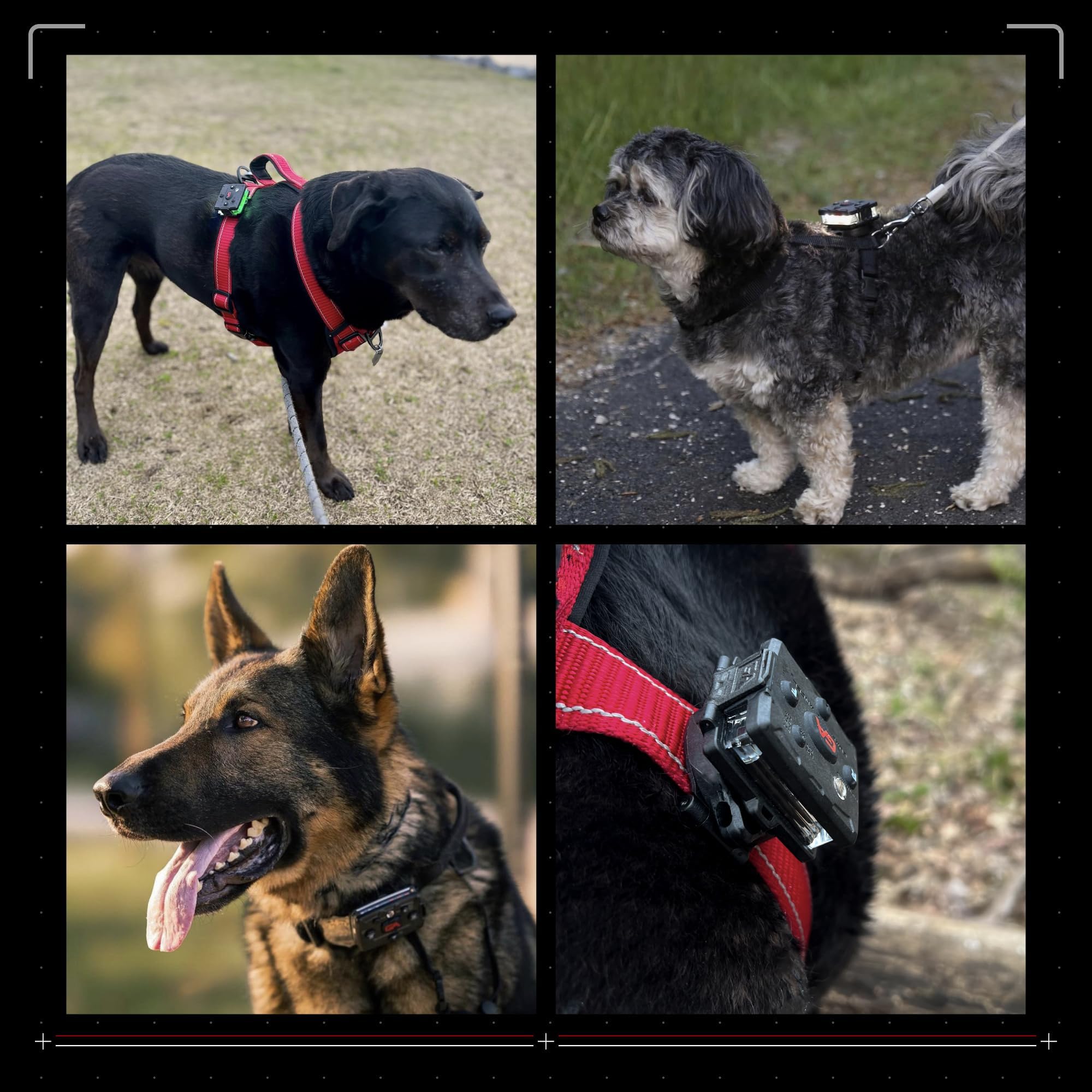 Guardian Angel Sicherheitslicht-Set für Hunde – Micro-Serie (weiß/grün) – lässt sich an Halsband, Leine oder Geschirr befestigen, Klein