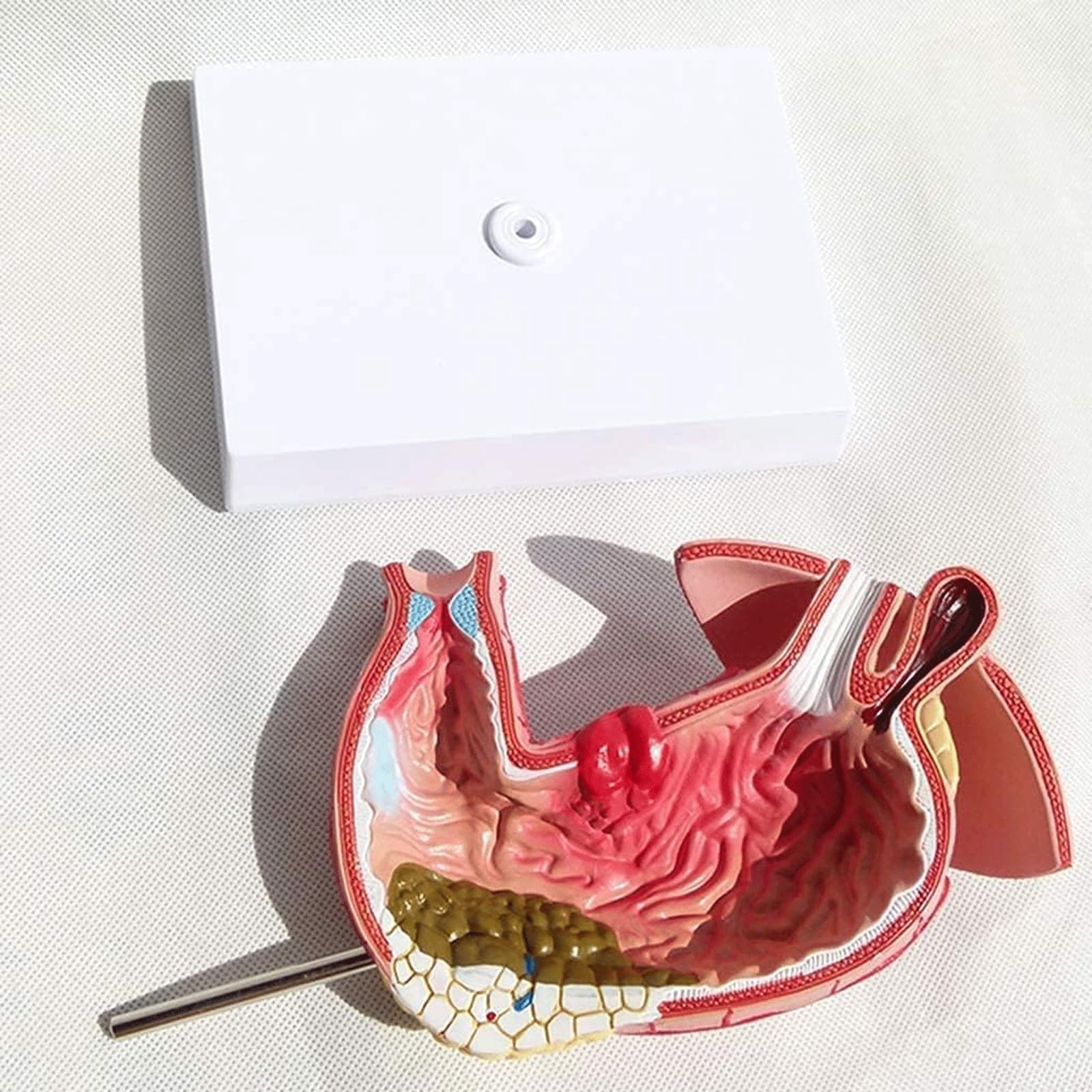 Menschliches Organmodell Menschliches Organmodell Medizinisches Gerät Für Anatomie Unterrichtsausrüstung Für Das Verdauungsgerät Für Das Schulstudium