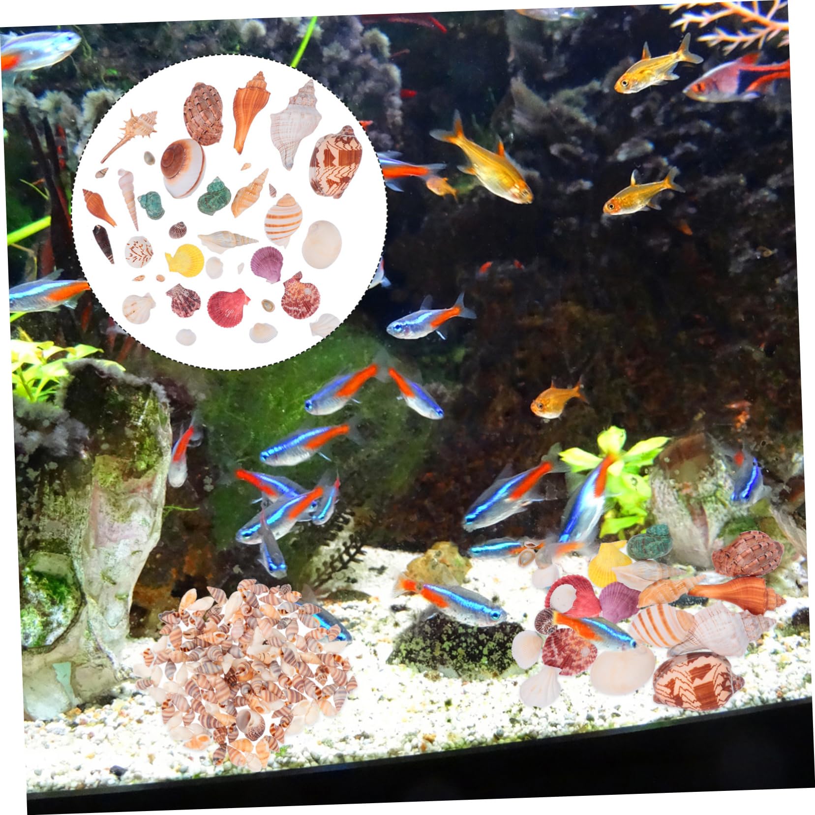1 Ensemble Décoration Aquarium Naturels pour Réservoirs Eau Douce pour Thème