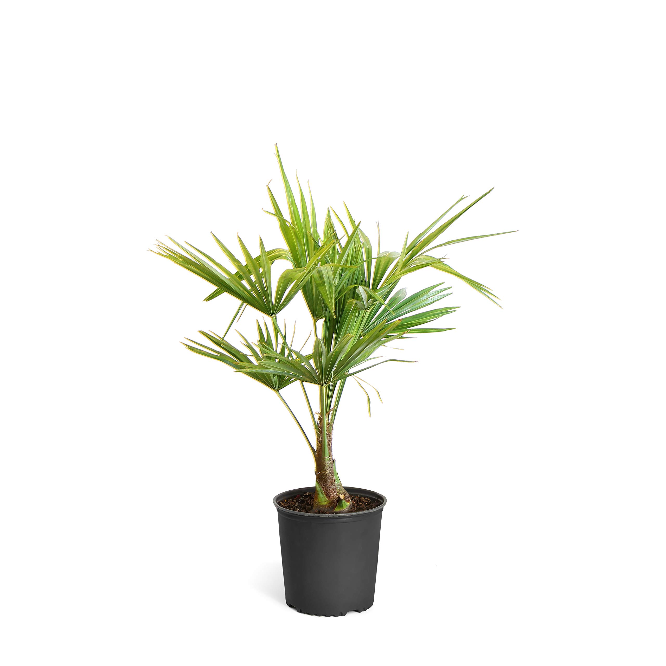 Brighter Blooms Pindo Palm 3 Gal