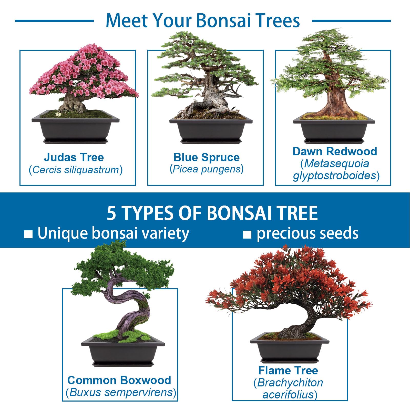 Starter kit per bonsai, 5 semi che crescono in abete blu, bosso cinese, sequoia alba, albero di fiamma e albero di Giuda, con attrezzi da giardinaggio completi con scatola regalo, regali di