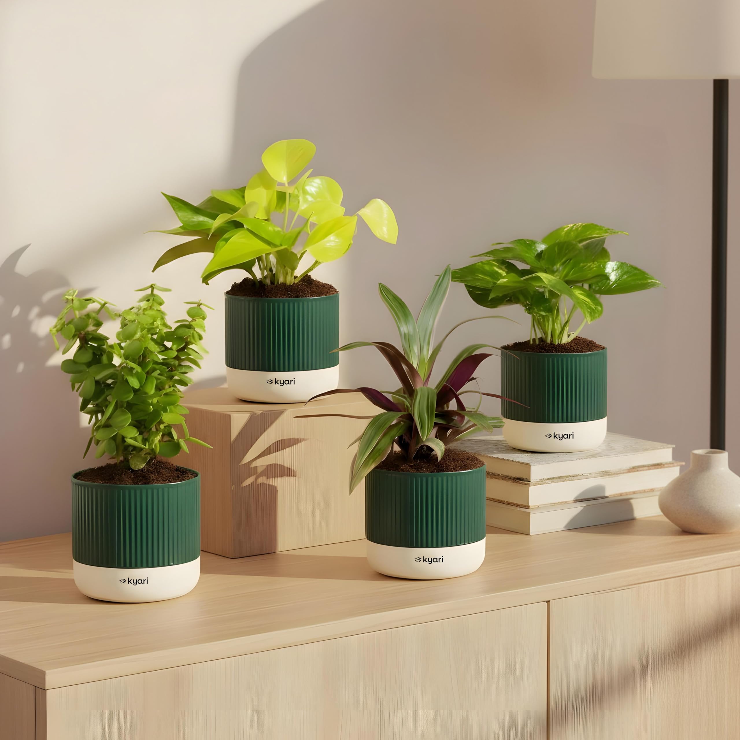 Kyari Combo of 4 Indoor Plants – Jade, Money Variegated, Rhoeo, Golden Money with Green Self-Watering Mylo Pot – 3.5 Inch