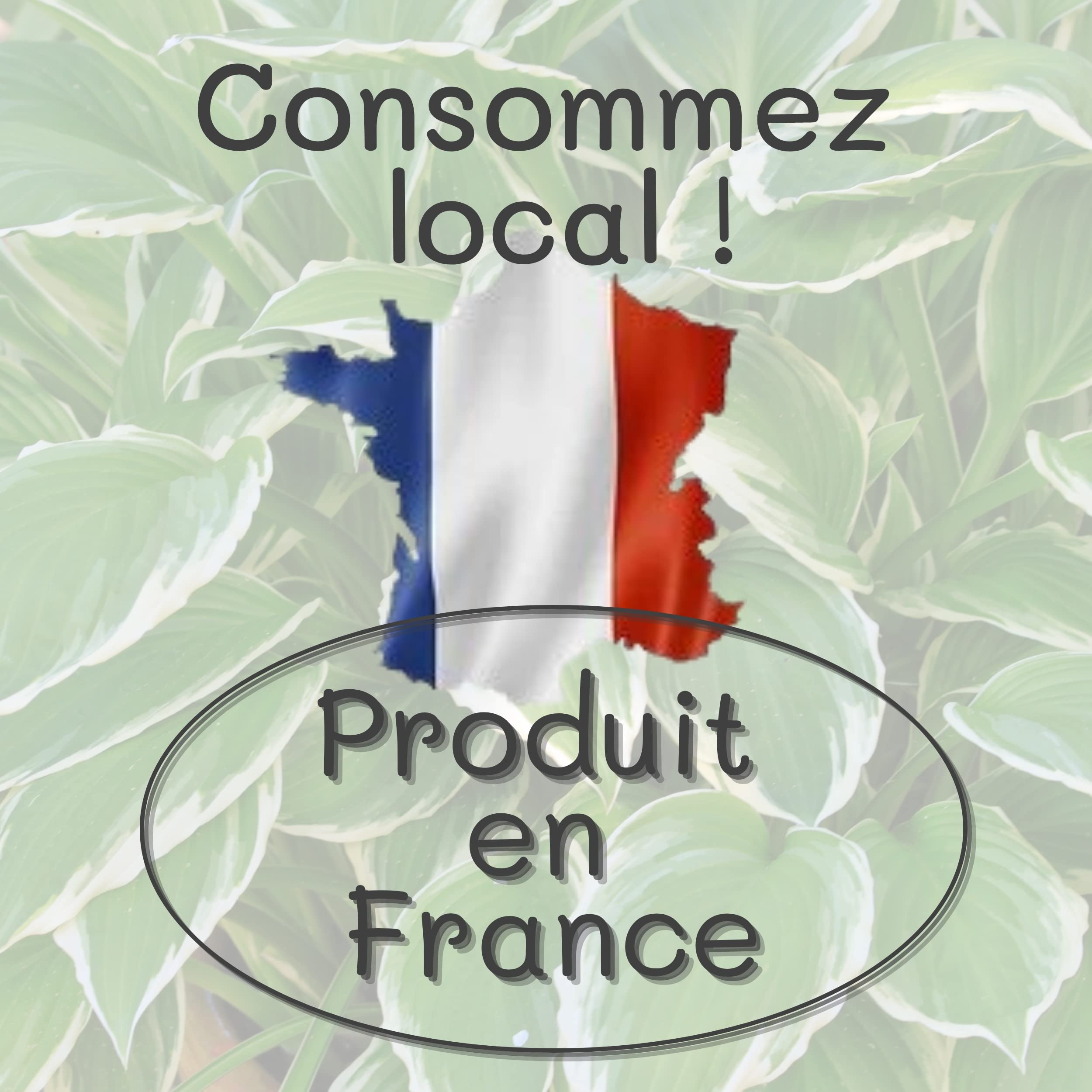 Feuilles de laurier FRAICHES entières, cueillies à la main à la commande