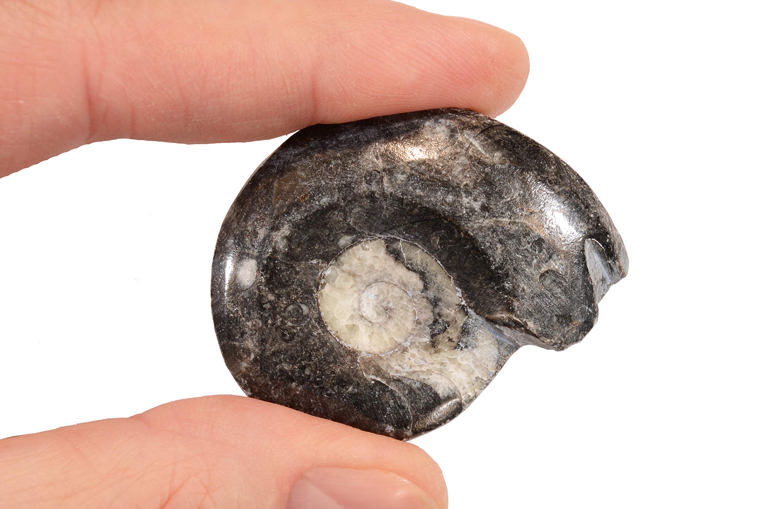 Kidz Rocks Goniatite Fossil 2