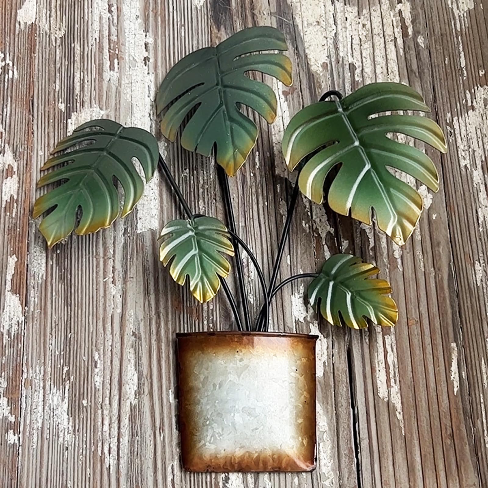 philodendron gloriosum hybrid Philodendron melanochrysum x gloriosum 'Glorious' main image 1