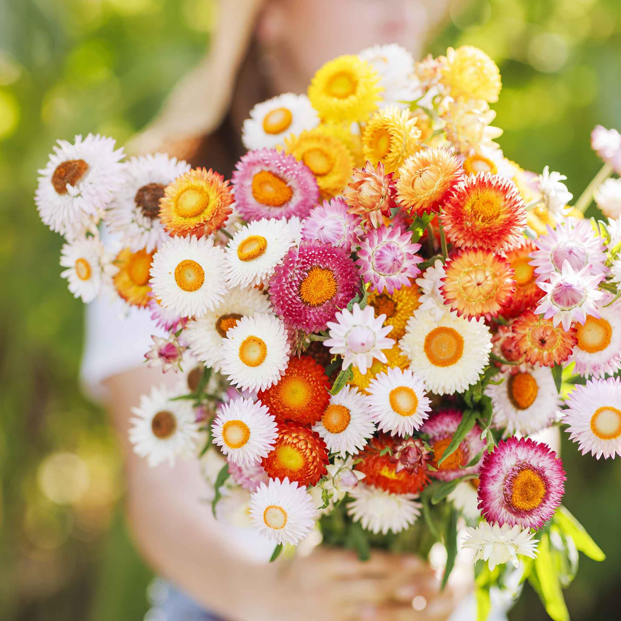 Amazon.com : Eden Brothers Strawflower Seeds - Swiss Giant Mix