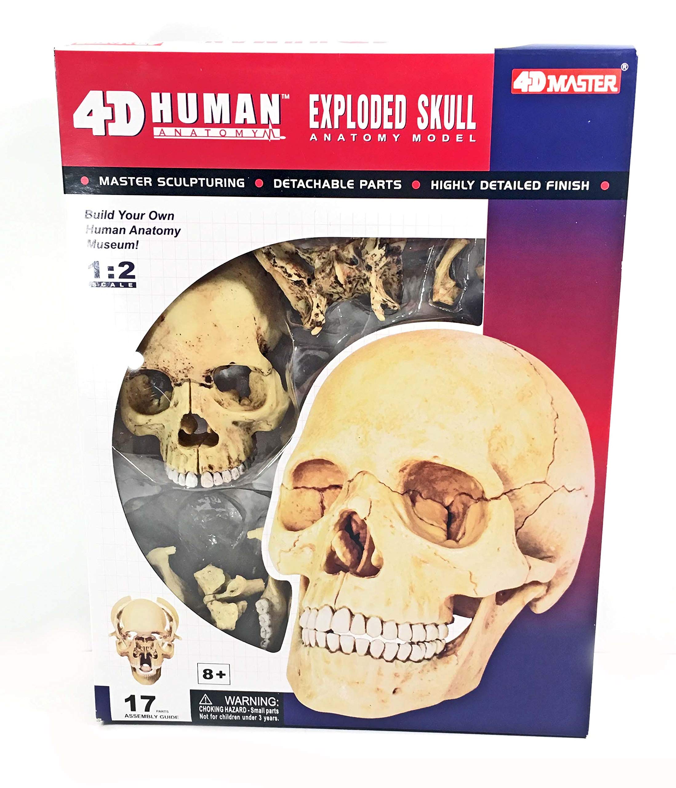 4D Exploded Human Skull Anatomy Model - Medical Quality with Fully