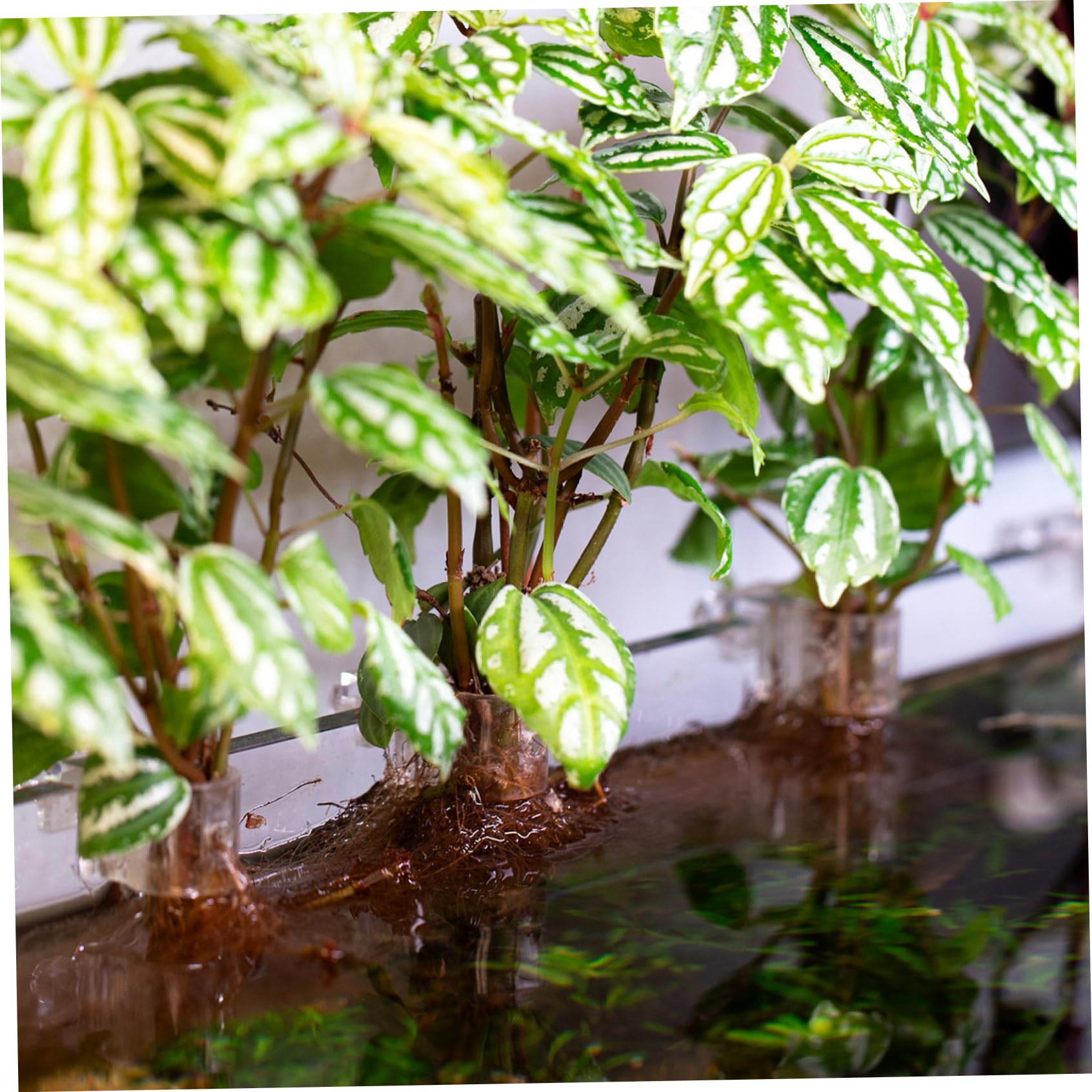 Porta piante per acquario da 12 pezzi, porta piante trasparente per acquario con design a forma di U per una facile installazione e un Aquascaping flessibile
