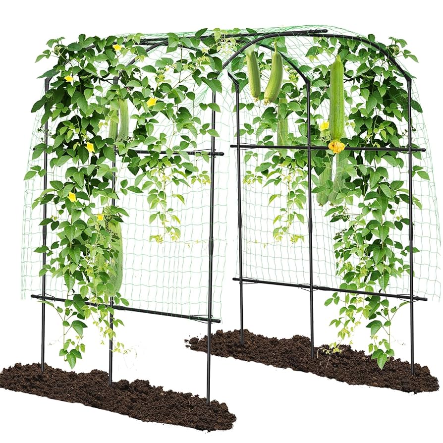 GIRUVI 「Grow on the Wall」Gracilius GIRUVI 「Grow on the Wall」Gracilius Vines of Green Ivy