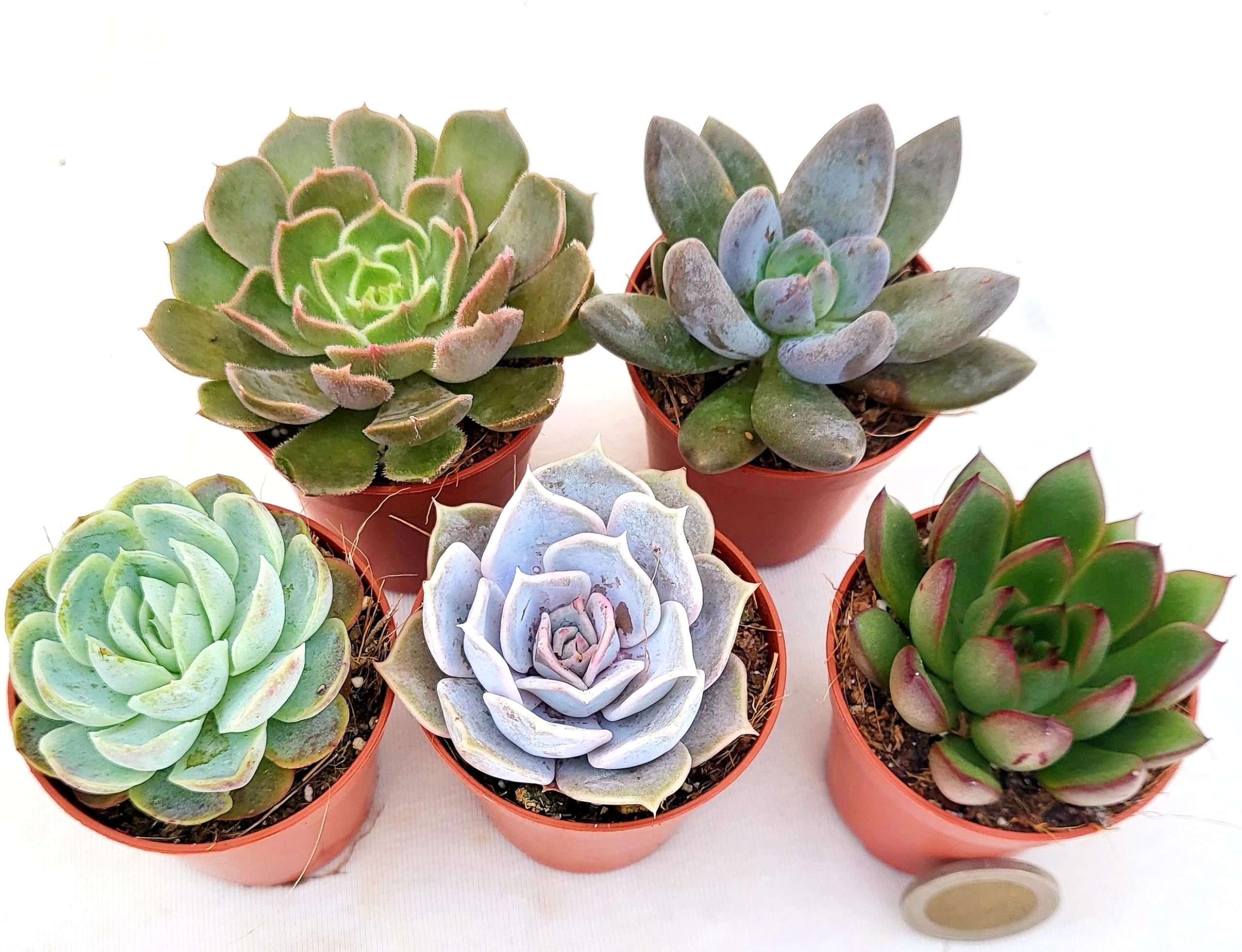 POWERS TO FLOWERS - ECHEVERIA DA MURO, MINI SET 20 PEZZI, VASO 5,5CM DIAMETRO, piante vere