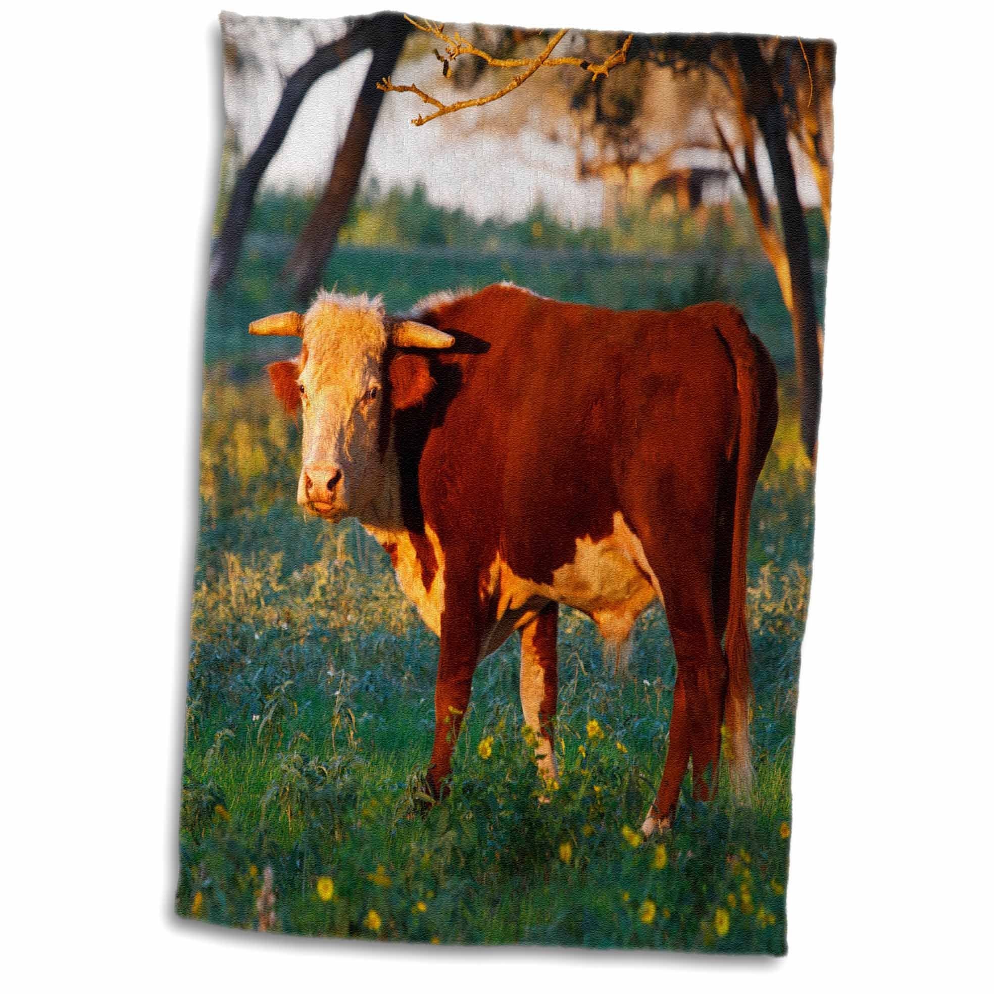 3dRose Herford Bull Cow, Pasture Near Gonzales, Texas, USA-US44 LDI0938-Larry Ditto Towel, 15 x 22
