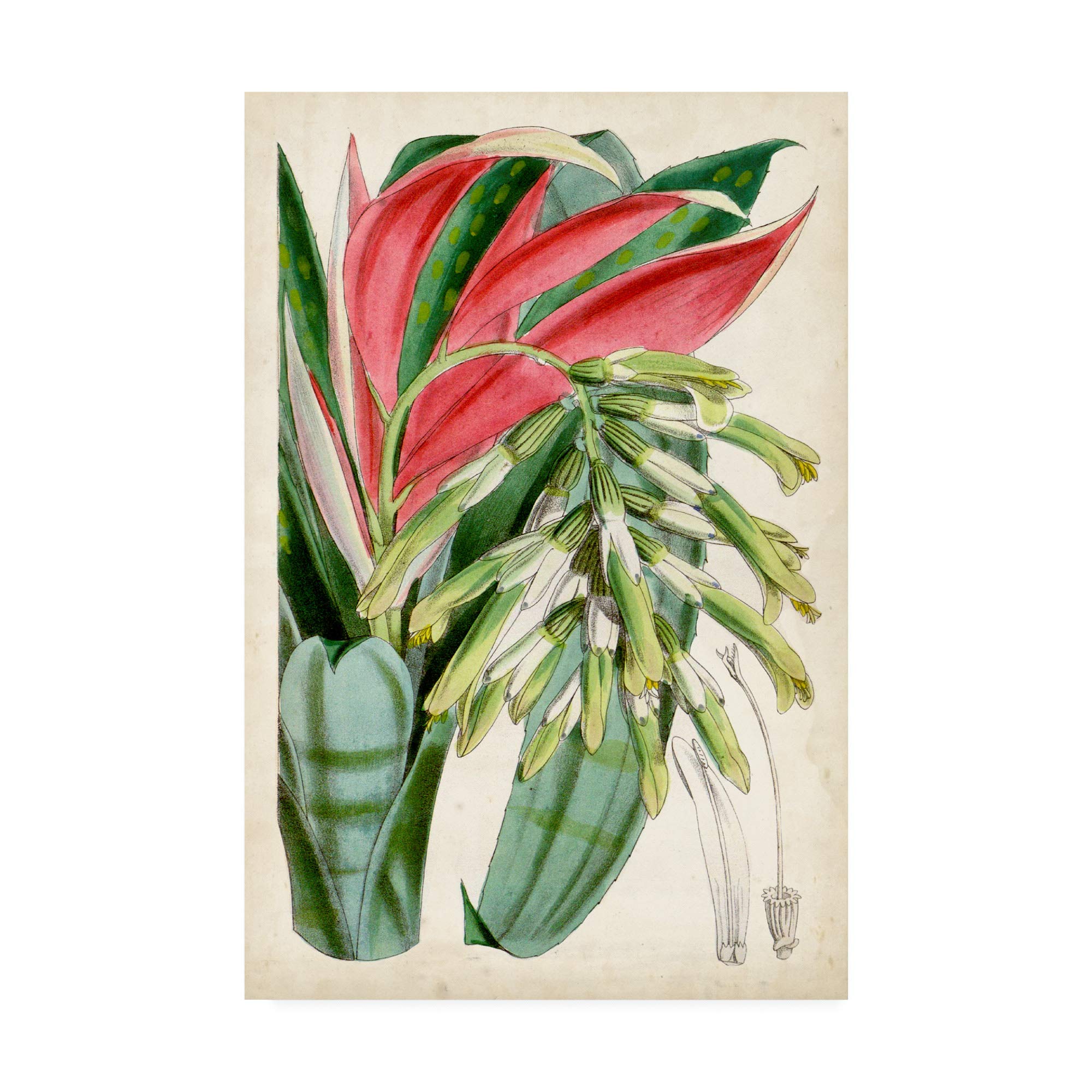 Trademark Fine Art Tropical Gems III by Curtis, 12x19