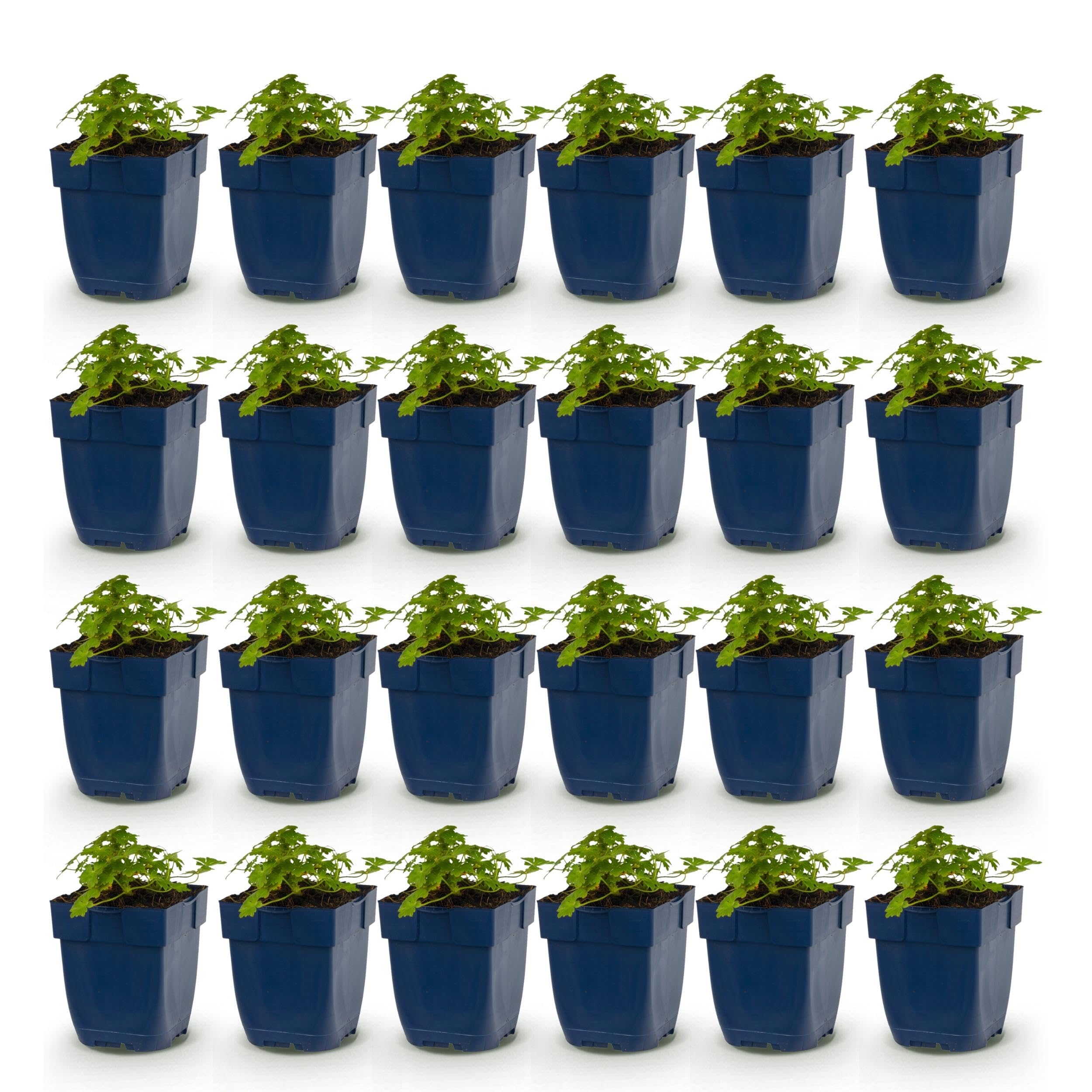 Geranium macr. Spessart - Géranium - Couvre-sol - Blanc-rose - 24 plants - 15-25cm - Ø11cm - Plante de jardin