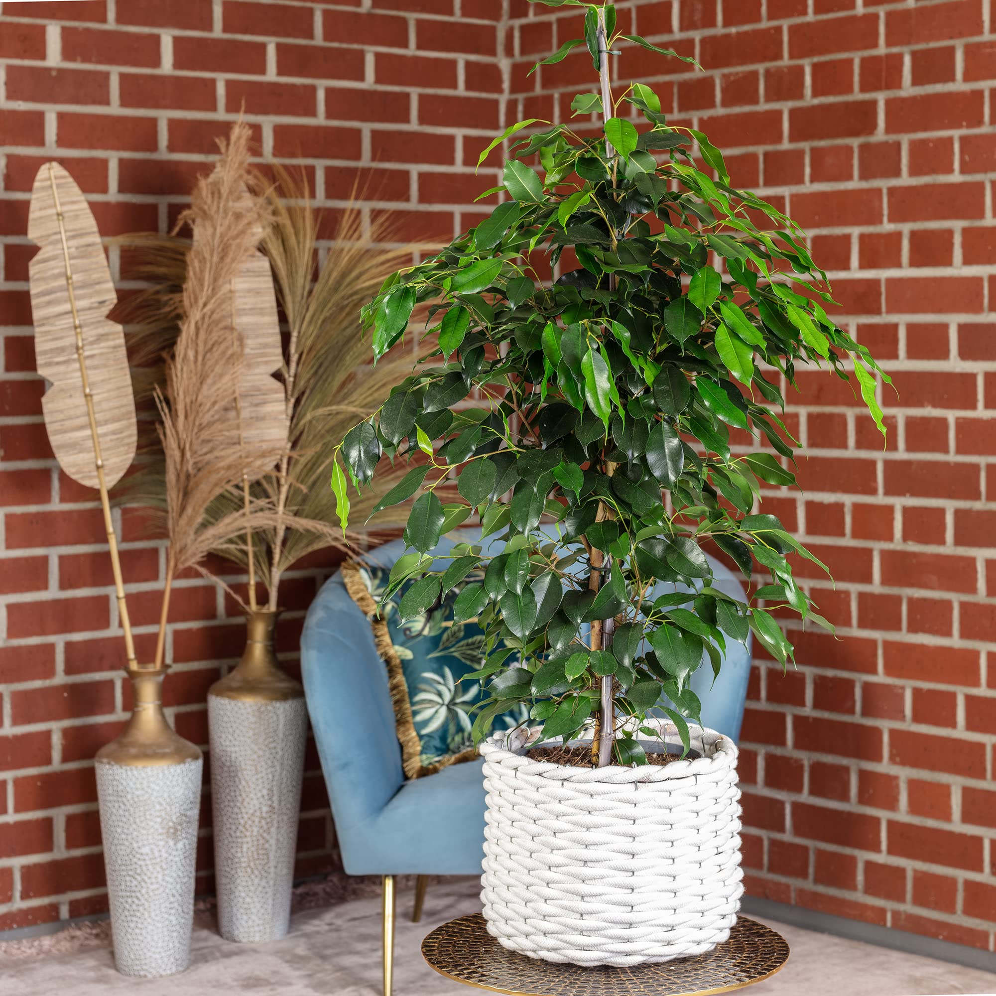 bonsai cotoneaster Strieb's Findling Espalier Cotoneaster