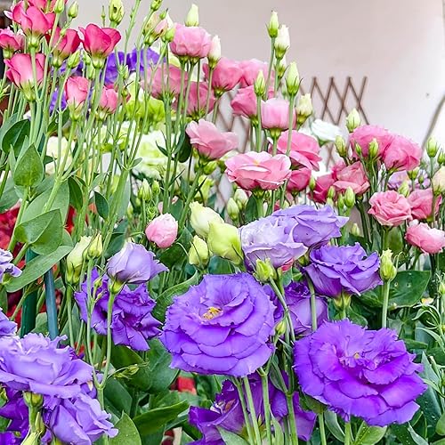 Miniatura 6 de Más de 2000 semillas de Lisianthus para plantar - Paquete de 2 colores mixtos semillas perennes de Eustoma Grandiflorum para 2026, semillas de