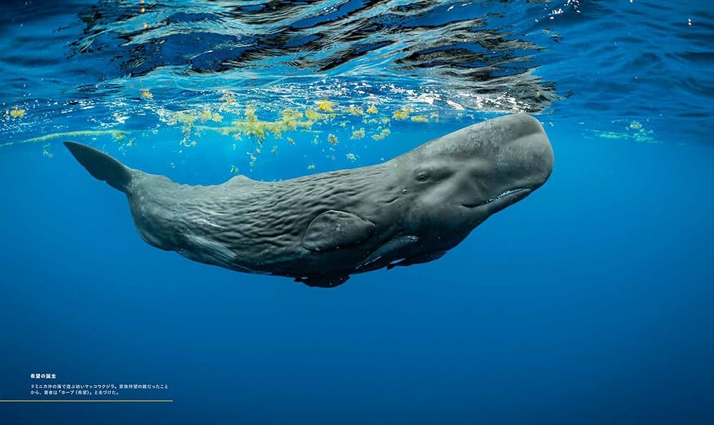 海の物語　EoNa 限定236/350 クジラと海の風景 リトグラフ 海の物語 EoNa 限定236/350 クジラと海の風景 リトグラフ