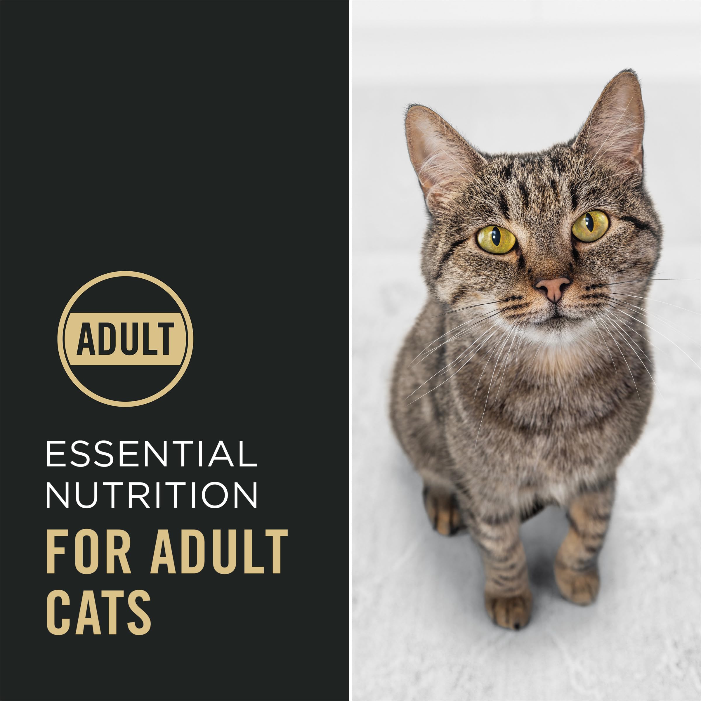 Purina Pro Plan Complete Essentials Dry Cat Food — Salmon & Rice, 14 lb — alternate product view 1