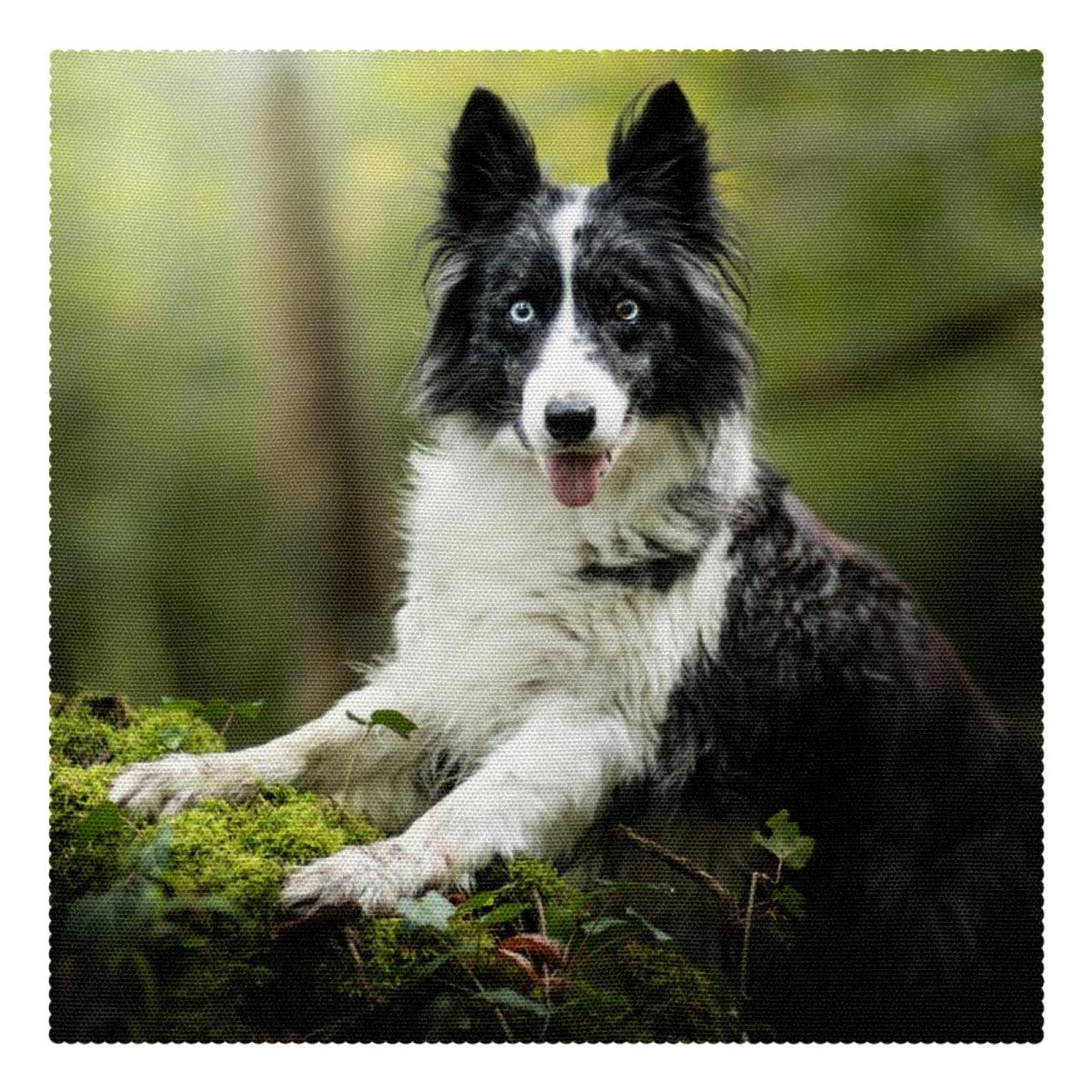 Set de table Border Collie antidérapant lot de 4 pour salle à manger 31x31 cm