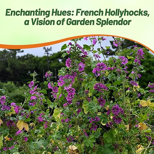 Miniatura 5 de Outsidepride Malva Sylvestris French Hollyhock Garden Flower Plant Colibrí y Mariposa Atractivo - 1000 Semillas