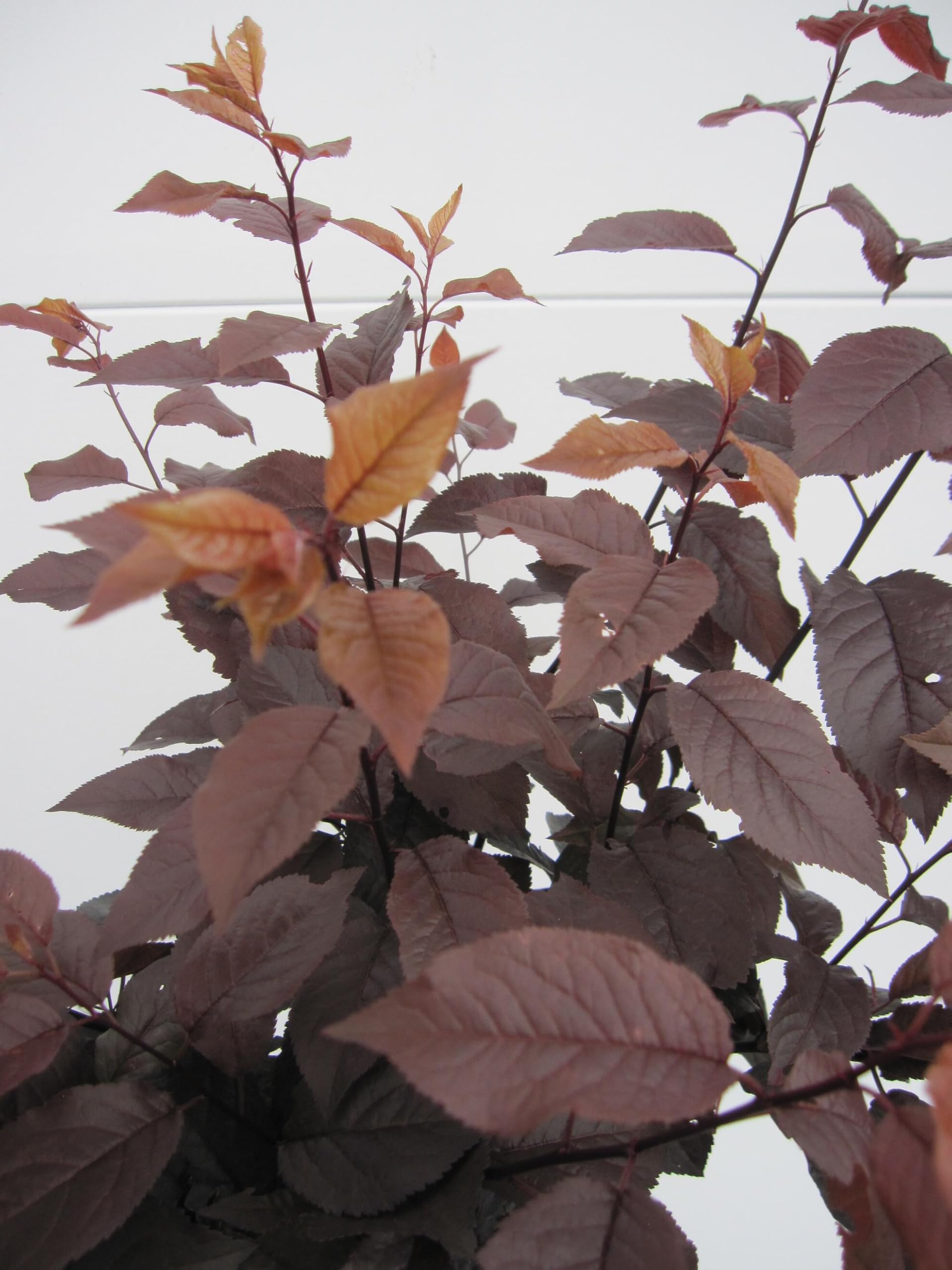 Hochstamm Blutpflaume - Prunus cerasifera Nigra - 80cm Stamm + Krone