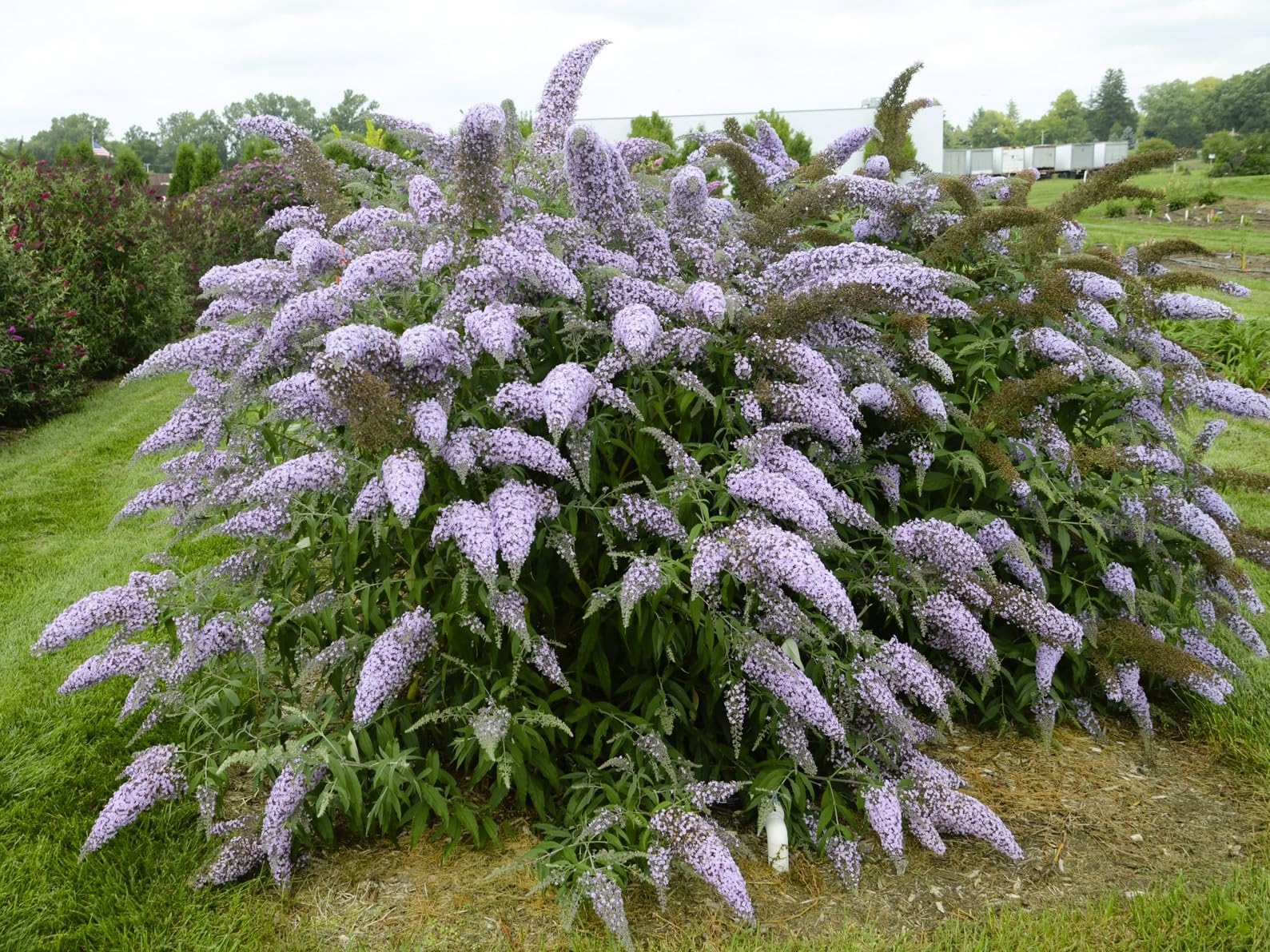 Amazon.com : Butterfly Bush Shrubs, Yellow Butterfly Bush Live Plant ...