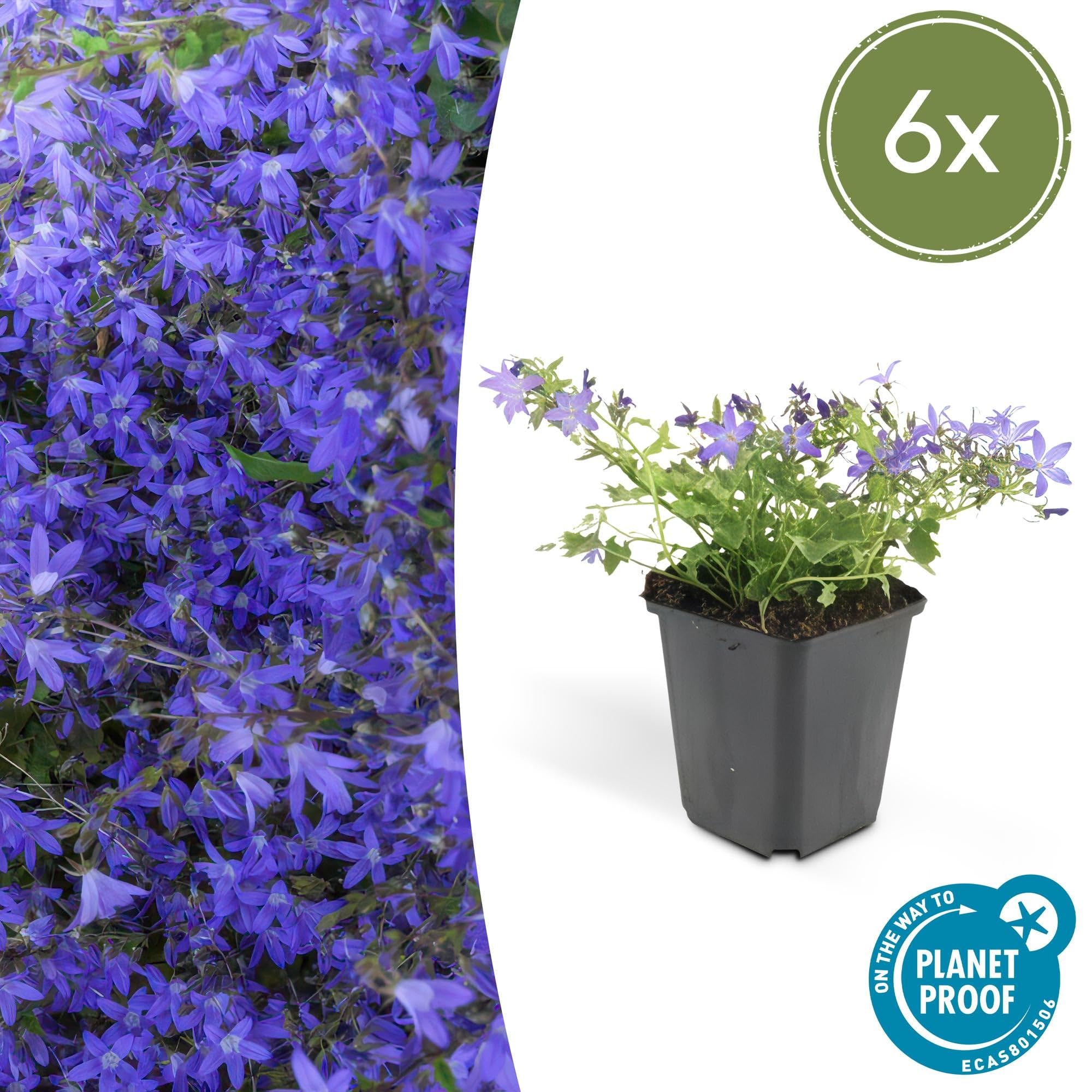 Campanula poscharskyana 'Stella' poduszka wisząca, średnica 9 cm, 12 roślin, kwitnąca i łatwa w pielęgnacji, słońce i cień
