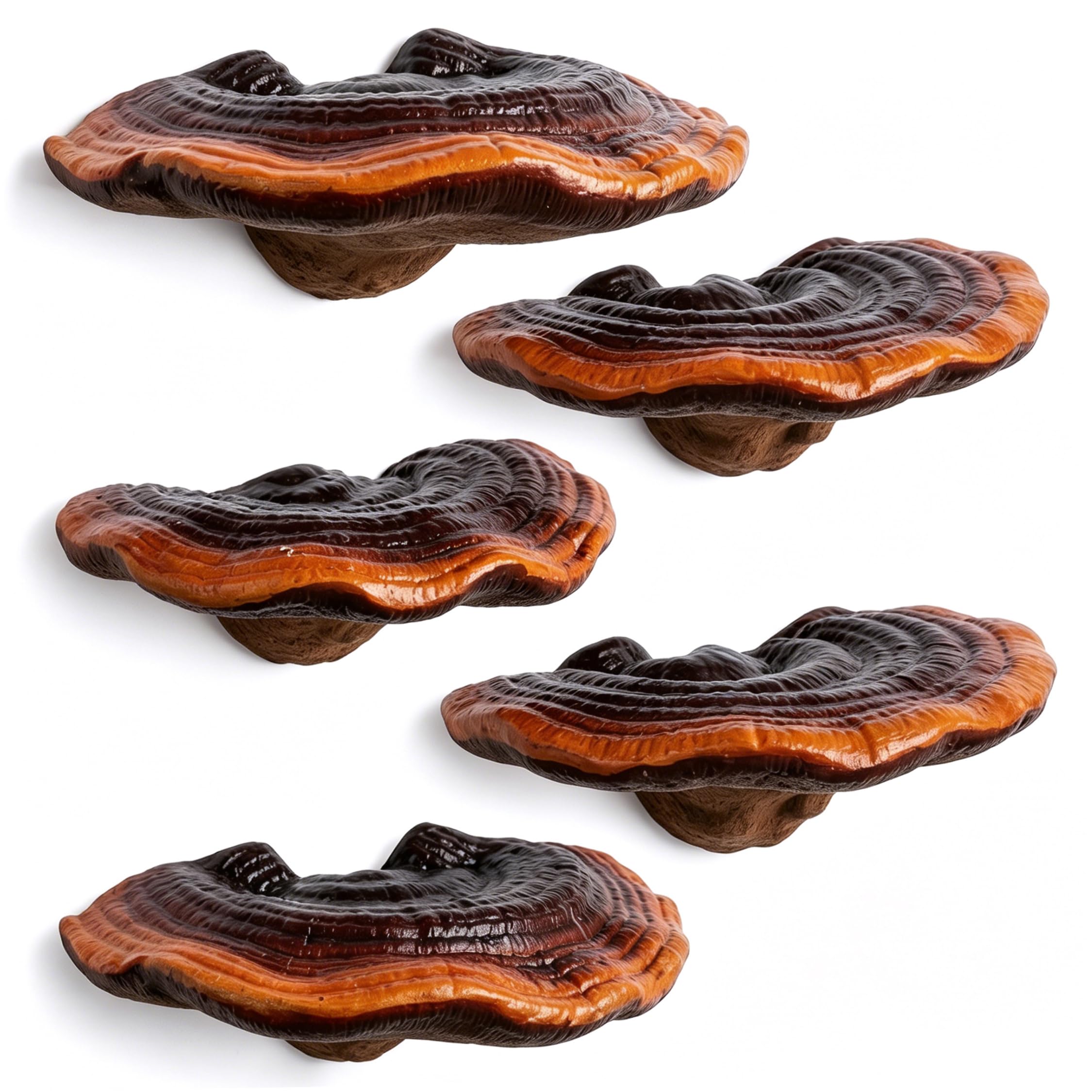 Neptuiby 5PCS Mushroom Shelf, Realistic Outdoor Tree Decor Reishi Mushroom Wall Shelf with Tools for Indoor Outdoor Decor