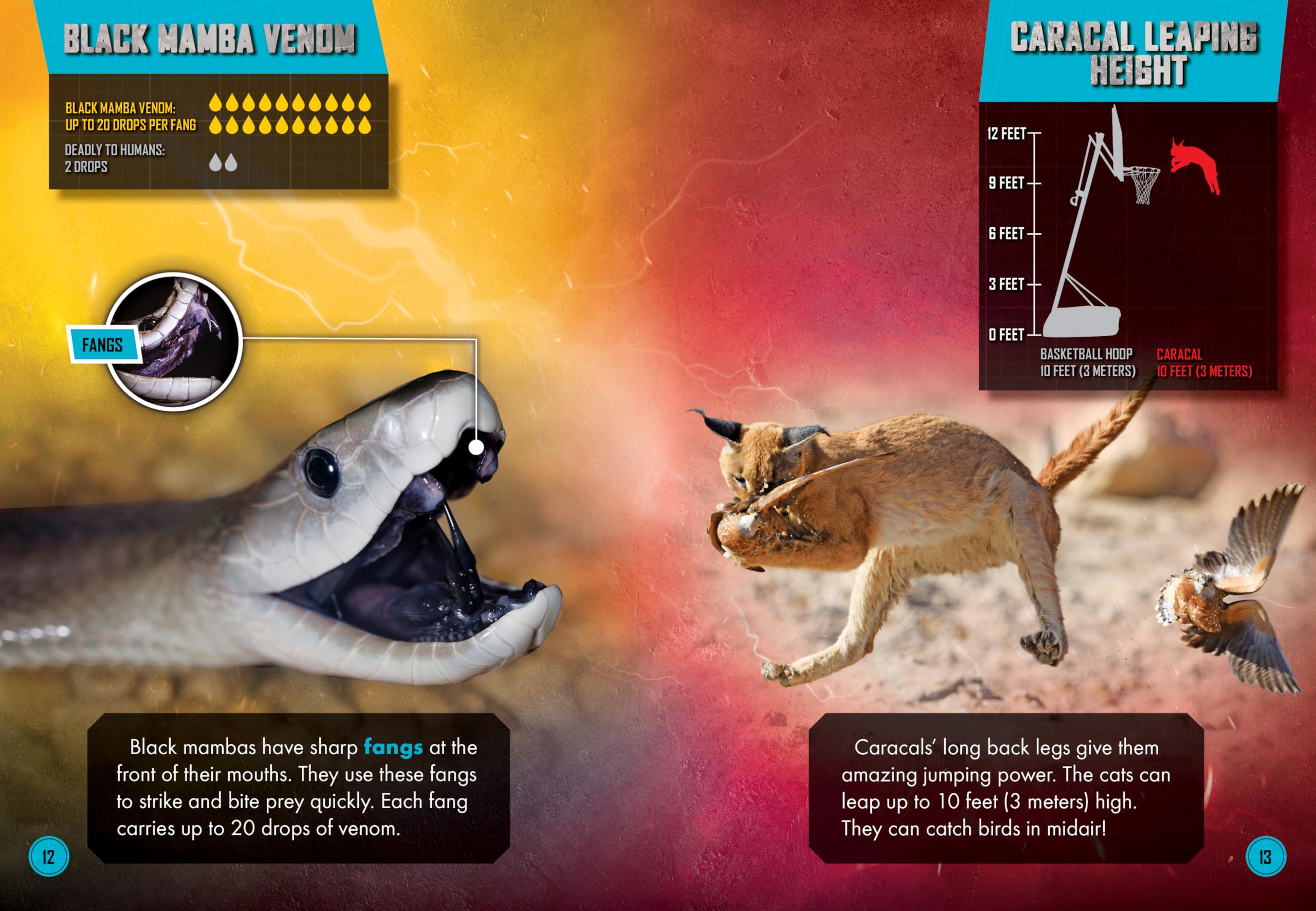 Black Mamba vs. Caracal