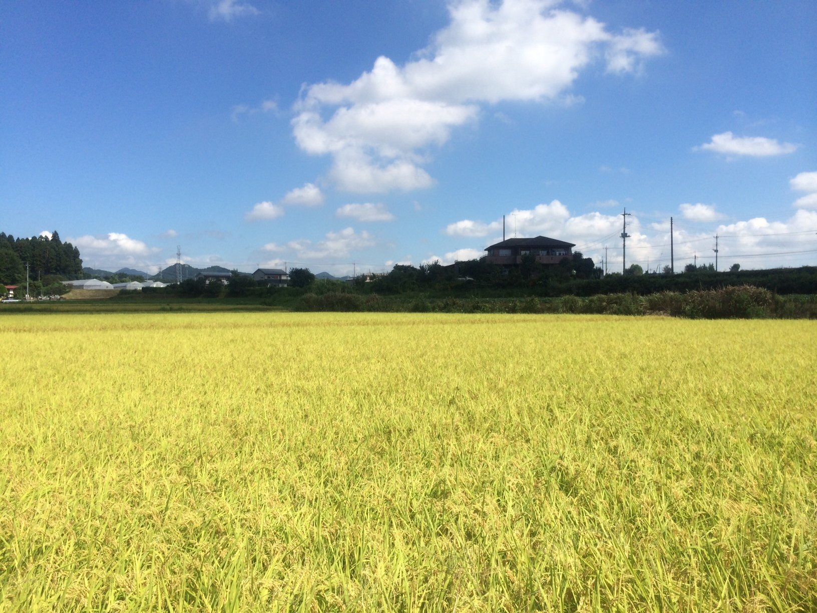 Amazon.co.jp: パールライス 栃木県産コシヒカリ 無洗米 とちほのか