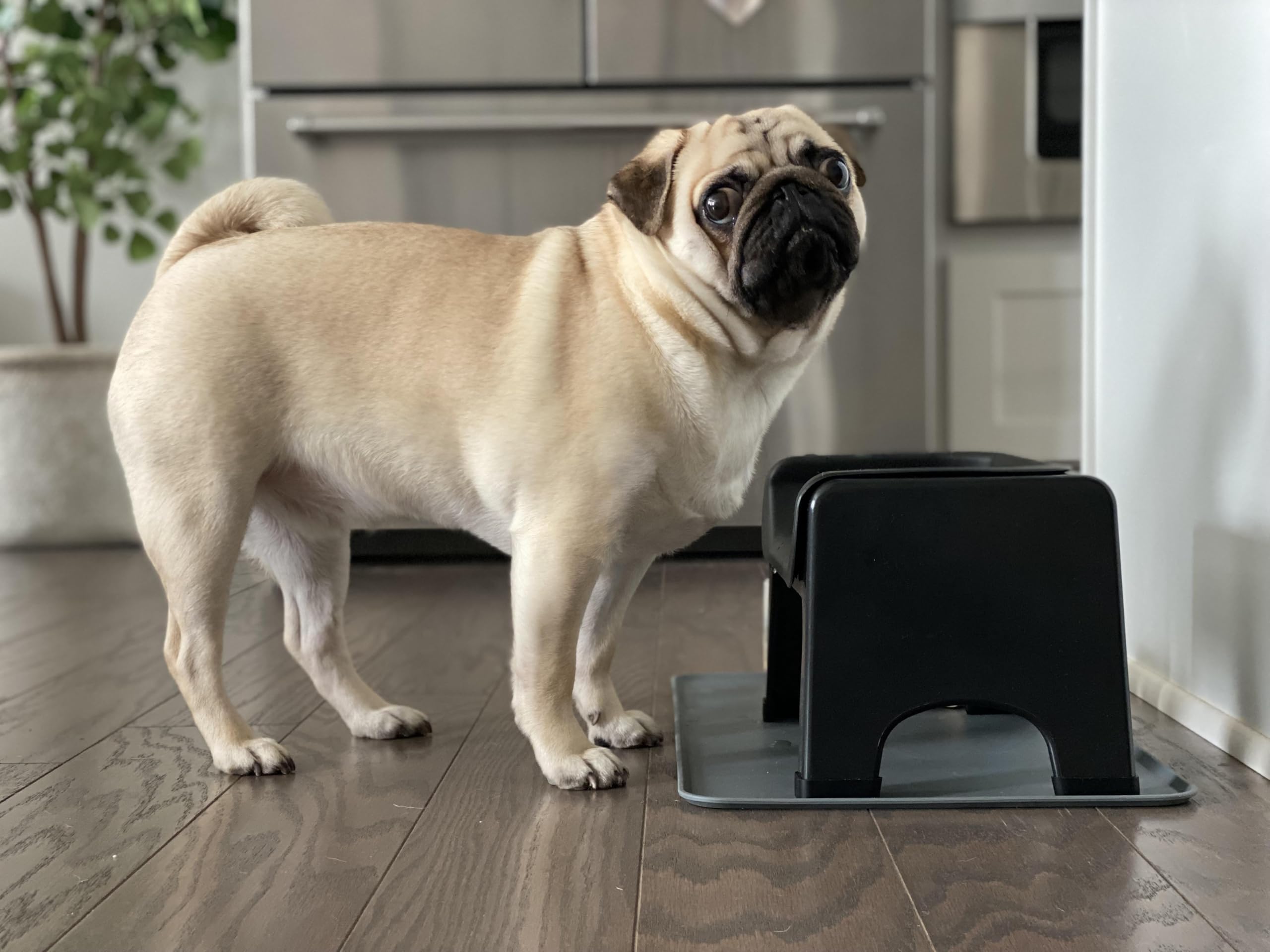 Ciotola per cani con mangiatoia lenta elevata, impedisce che i mangiatori veloci vengano picchiati e soffocati sul cibo, nero