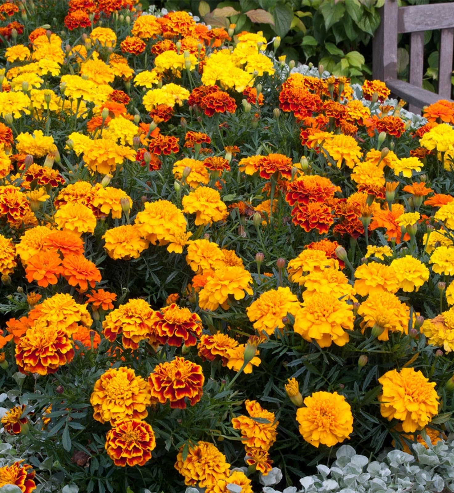 Carbeth Plants Marigold Bedding Plants - 1 x 6 Pack French Mix Yellow and Red Bedding Plant Outdoor Garden Ready — image 1