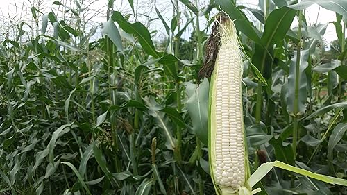 50 semillas de maíz dulce Silver Queen para plantar reliquia sin OMG 12 oz de supervivencia a granel de verduras de jardín