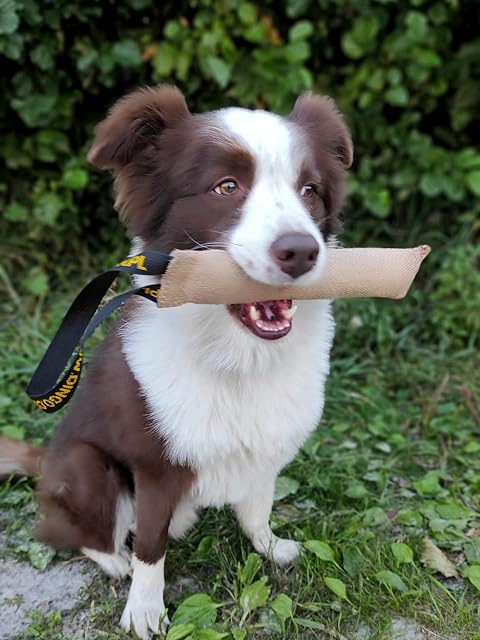 Foto 5 de 8 de Dingo Juguete de Yute para Tirar con Asa Resistente y chirriante