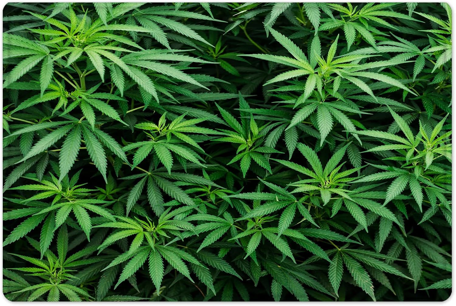 LB Marijuana Weed Leaf Shower Curtain Sets with Non-Slip Rugs Green Cannabis Leaves Shower Curtain 72x72 inch Waterproof Polyester Fabric Bathroom Decor Sets with 12 Hooks and Bathroom Mat