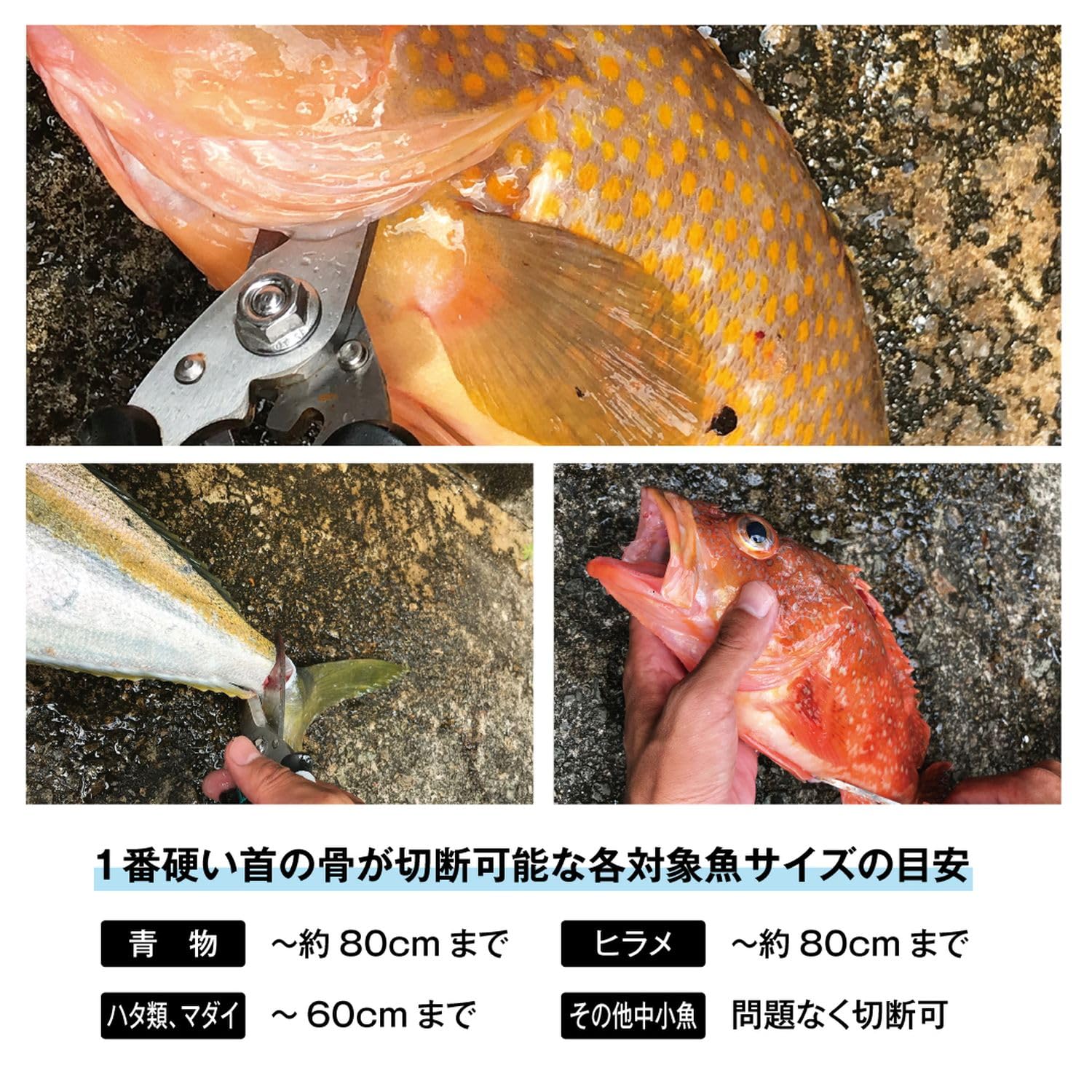 Amazon | がまかつ(Gamakatsu) ラグゼ HDフィッシュシザー 20cm