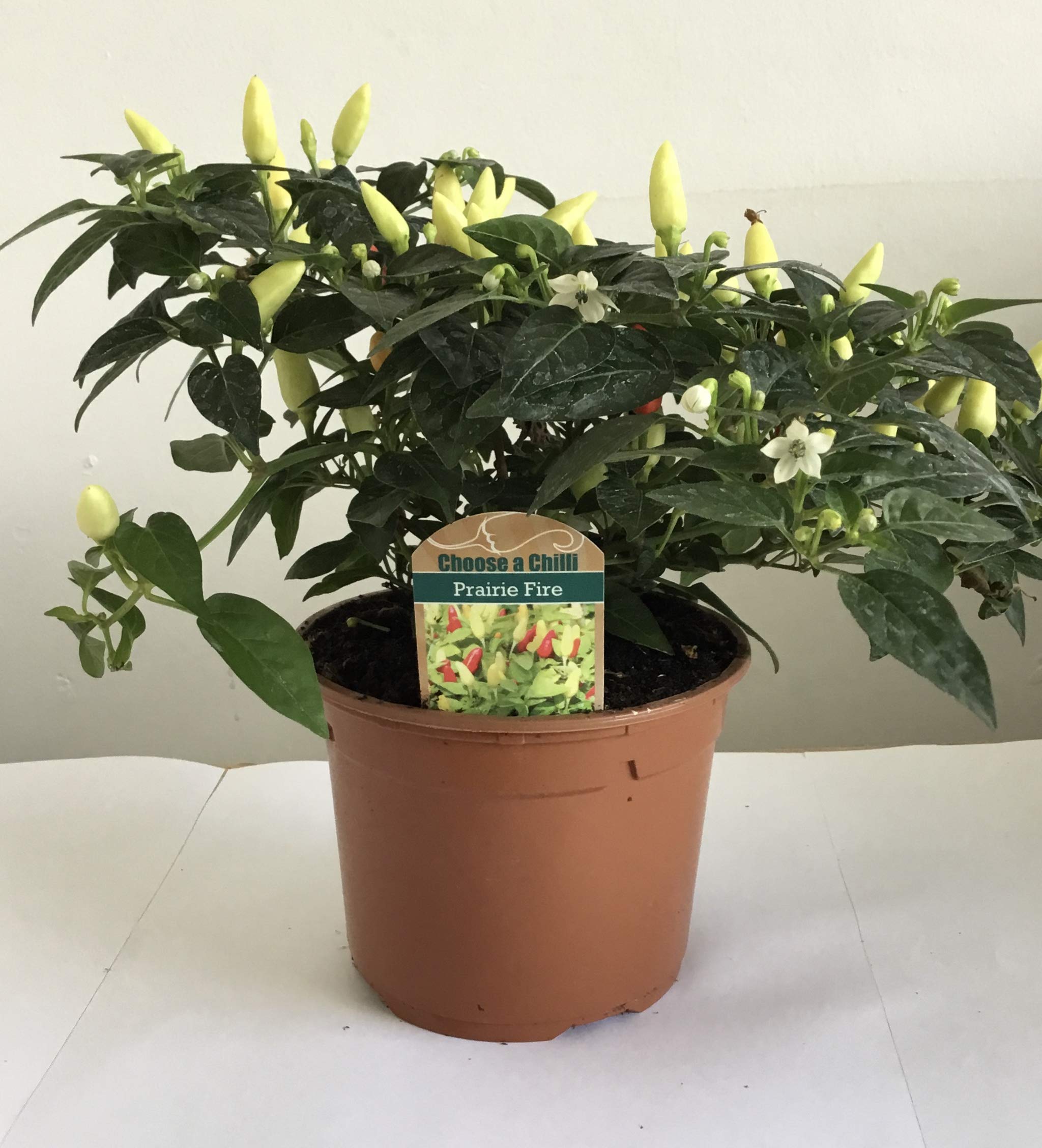 Chilli Plants, 'Prairie Fire', Full Plants in 1 Litre Pots, Chillies, Prairie Fire, Hot Chilli, Indoor or Outdoor, Grow Your Own, Garden Ready and Ready to Plant, Premium Quality Chillies (1)