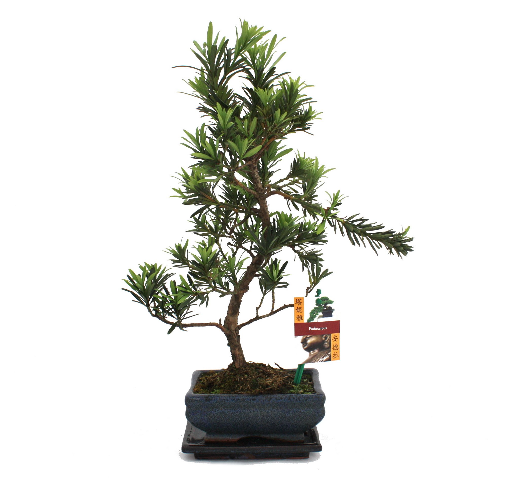 exotenherz - Bonsaï Pierre if - Podocarpus macrophyllus - 6ans