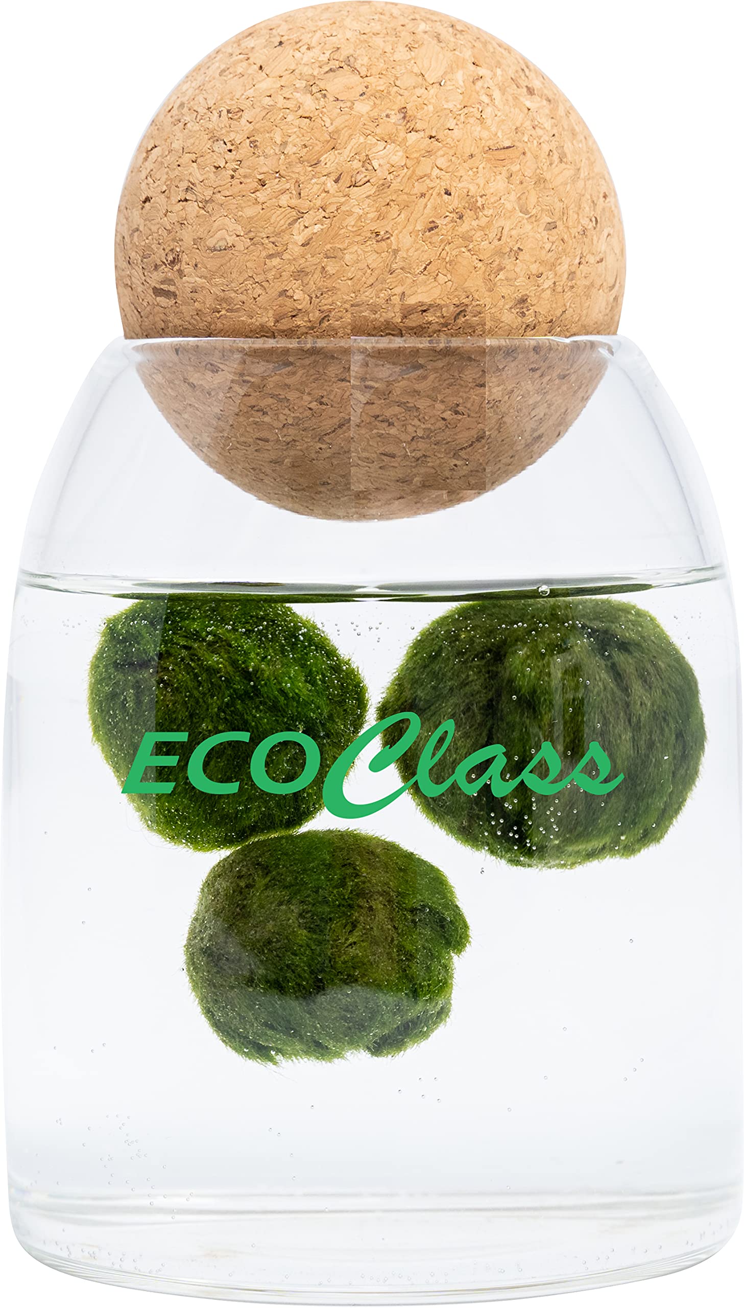Marimo Family - 3 Marimo in Glass Jar 500ml with Cork Stopper Ball Yoga Block