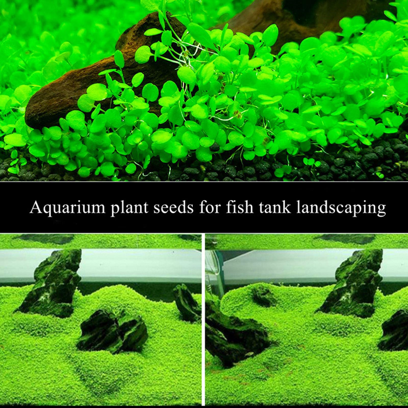 Paquete de 2 plantas de acuario para pecera, fácil crecimiento, decoración de alfombra real para peceras o terrarios