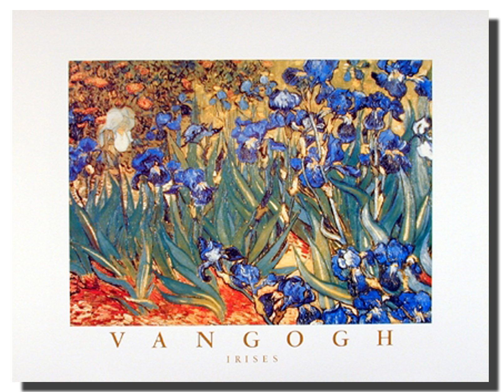 Wall Decor Poster Irises Flower Garden Floral Vincent Van Gogh Fine Art Print Picture 16x20