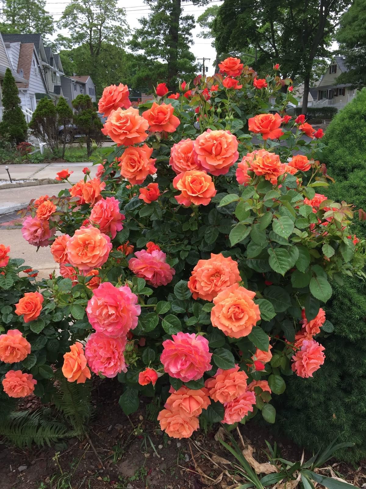 Climbing Rose Seeds - 100 Cream Mix Flowers -12