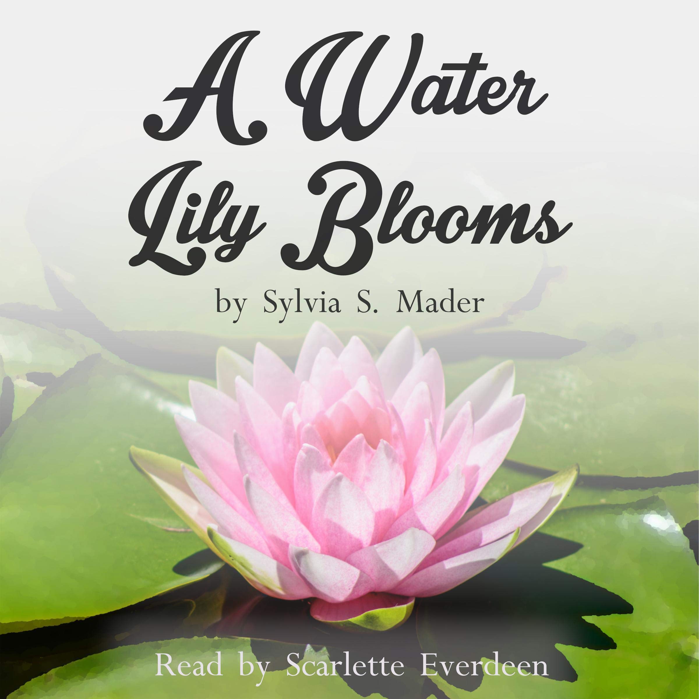 A Water Lily Blooms