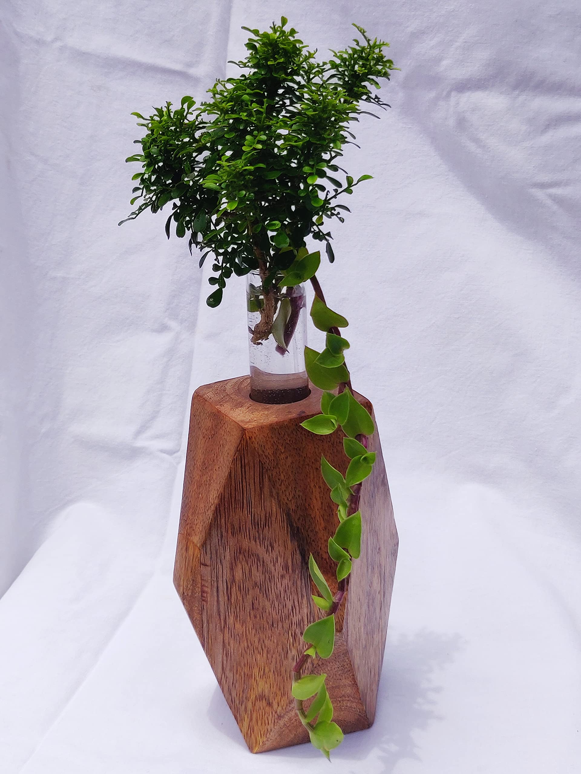 Wood & Nail Test Tube Planter with Wooden Holder, Table Top Mango Wood Planter for Living Room, Office & Home Decor (B0C6KTF4YS) Amazon Price History, Amazon Price Tracker