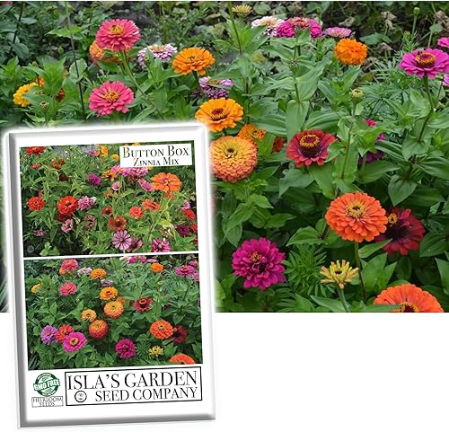 Button Box Mix - Semillas de zinnia para plantar, más de 100 semillas de flores por paquete, semillas de jardín de Isla (semillas de jardín de